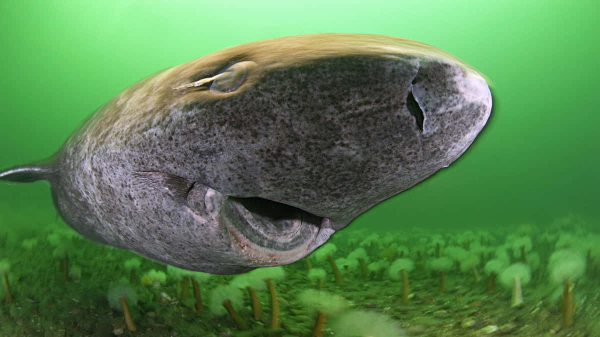 格陵蘭鯊水下 壁紙 — 一條大型斑點鯊魚在綠色海床上方游動，海床上有模糊的植物。