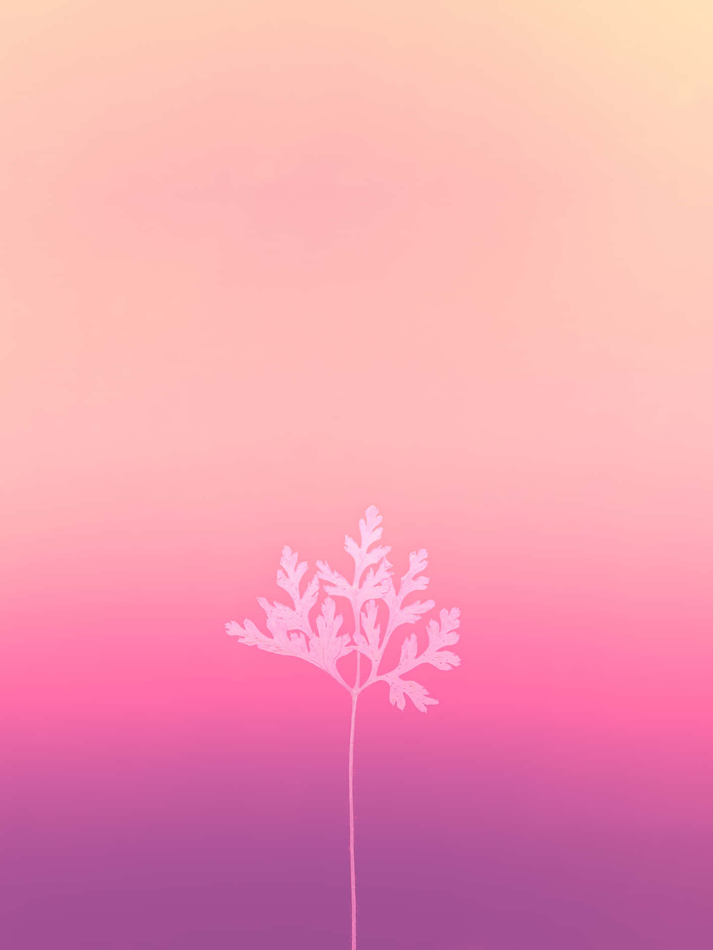 白色蕨類植物剪影，背景為粉紅和紫色漸變。