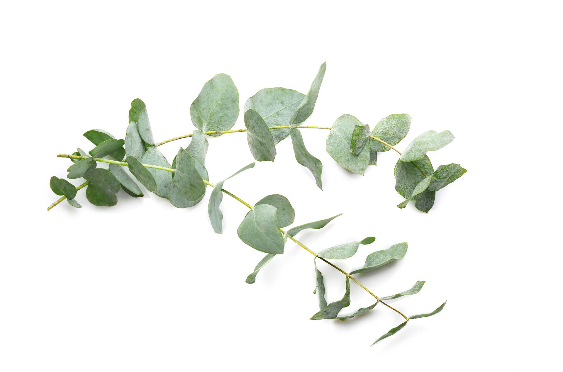 在白色背景上，一枝彎曲的尤加利樹枝，帶有綠色葉子。
