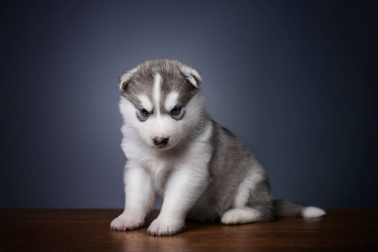 桌上哈士奇幼犬 壁紙 — 一隻毛茸茸嘅灰白色哈士奇幼犬，有對搶眼嘅藍色眼睛，喺深灰色背景前專注咁坐喺木質表面上。