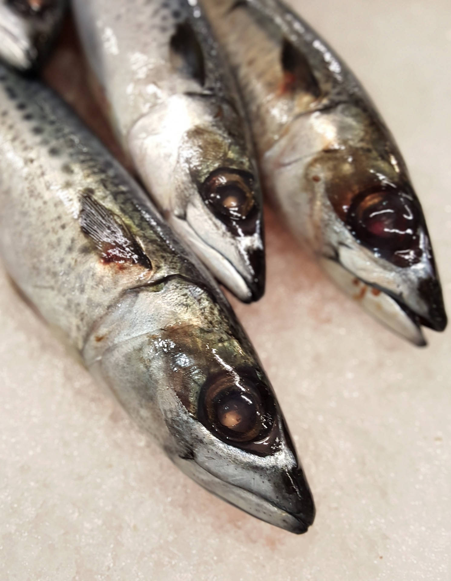 桌上的鰹魚 壁紙 — 三條新鮮鯖魚頭的特寫，放在碎冰床上，魚鱗閃閃發光，眼睛烏黑。