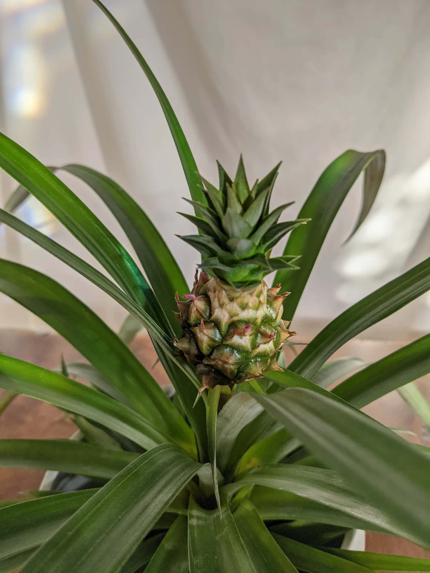 一棵年輕的菠蘿植物，帶有綠色尖刺葉片和正在發育的果實。