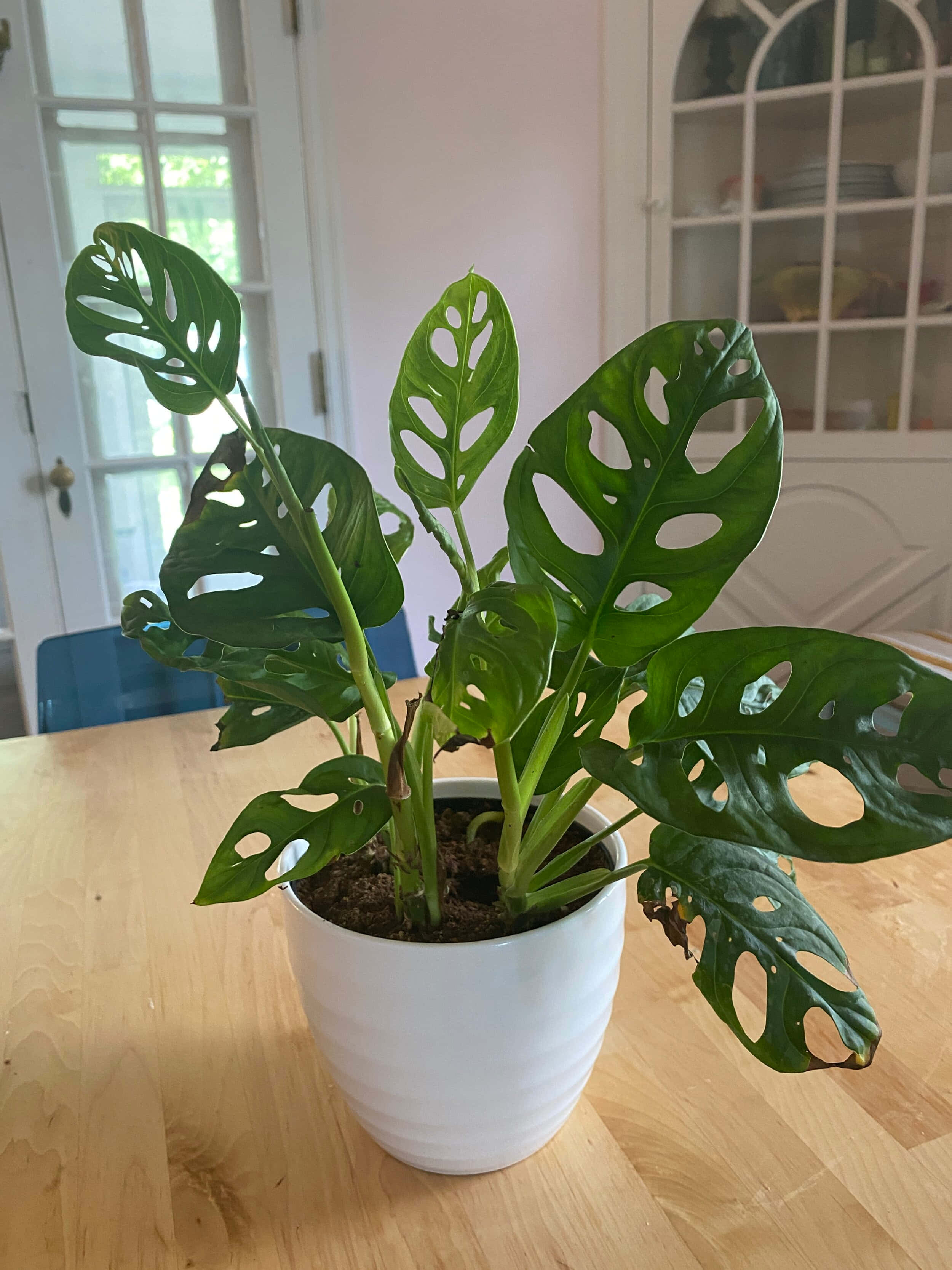 桌面上的大葉植物 壁紙