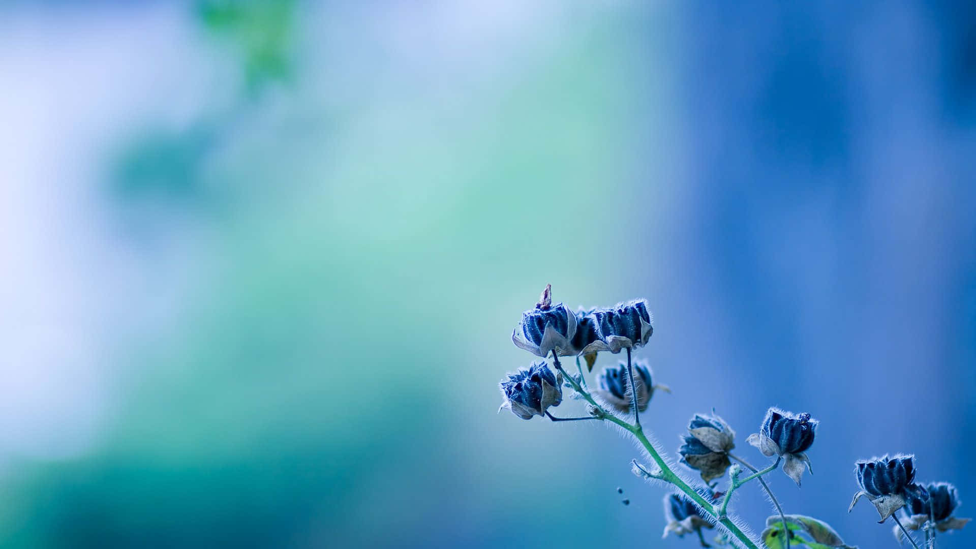 在柔和的藍綠色背景上，莖上的乾燥花蕾。