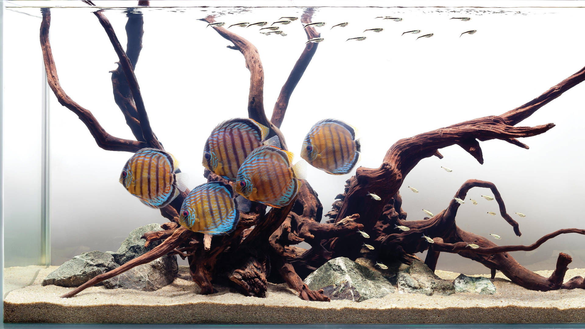 色彩繽紛的七彩神仙魚在熱帶水族箱中圍繞沉木游動。