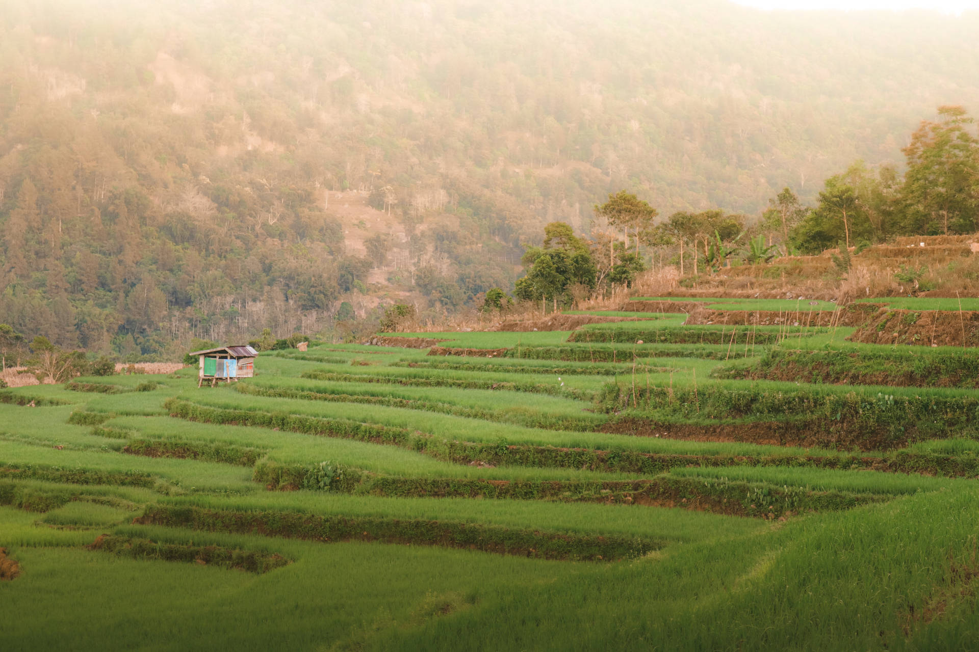 梯田攀上煙霧繚繞的山脈，一座小屋 nestled 在曲線之間。