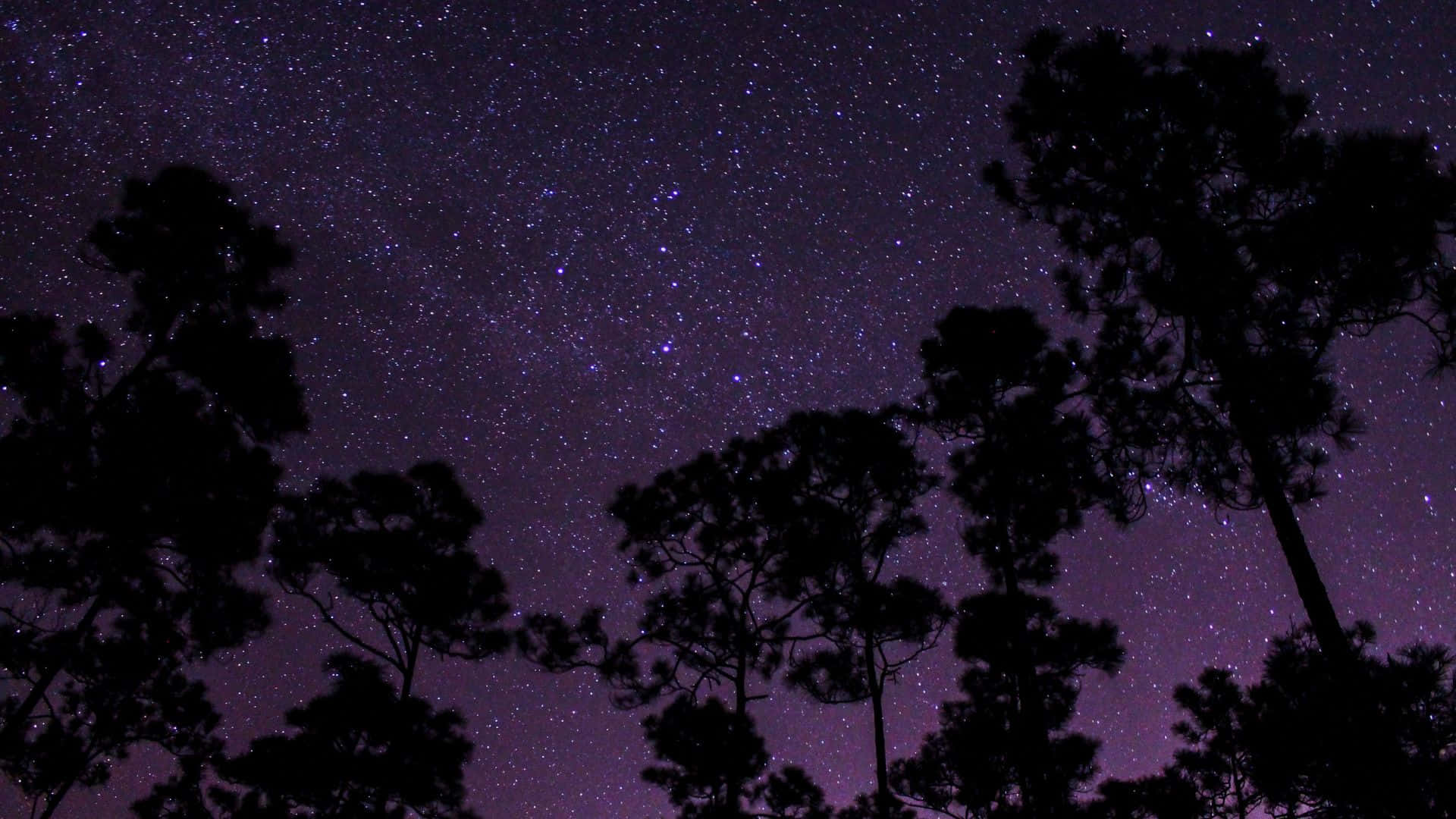 松樹剪影襯托著繁星點點的紫色夜空。