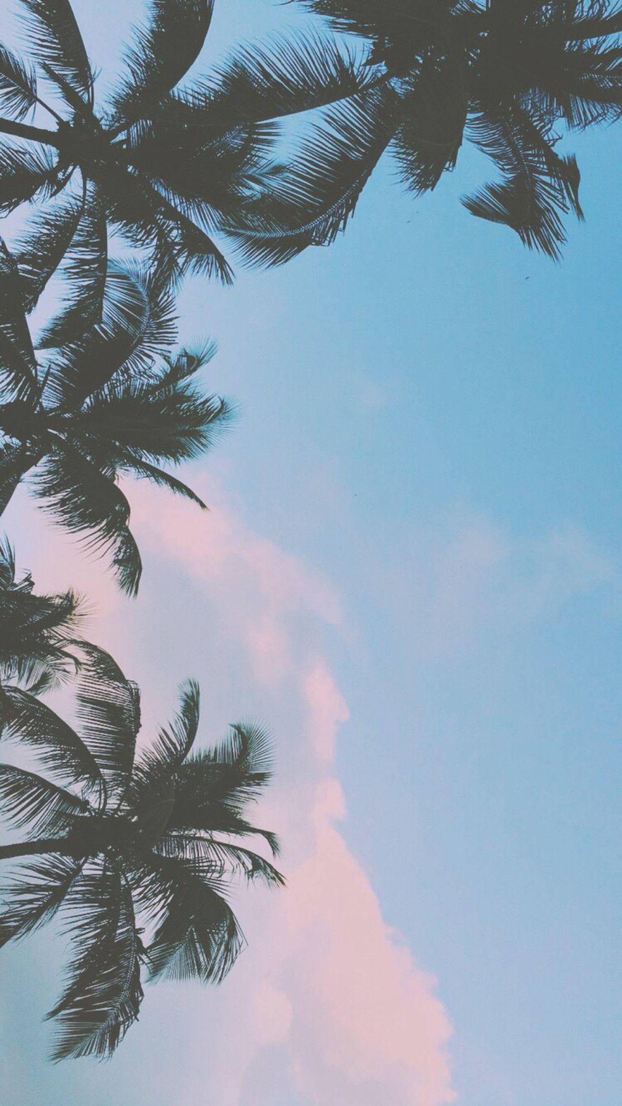 棕櫚樹 iPhone 壁紙 — 棕櫚葉的剪影框住了黃昏時分柔和粉紅與藍色的粉彩天空。