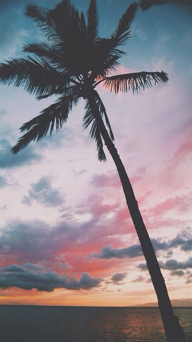 棕櫚樹可愛暗黑少女風 壁紙 — 一棵孤獨的棕櫚樹剪影，映襯著平靜海洋上空充滿活力的粉紅、橙色和藍色日落天空。