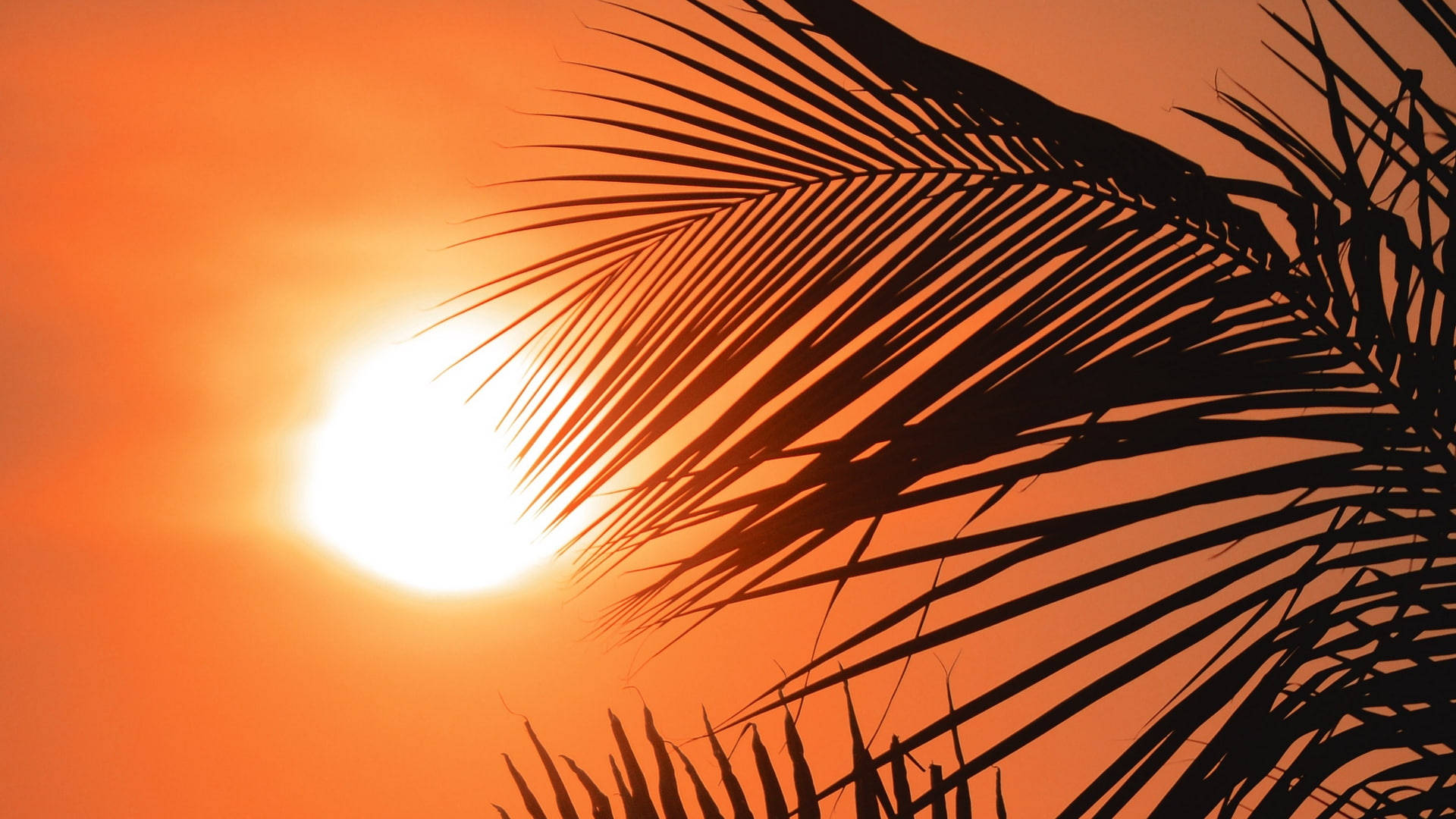 棕櫚葉在發光的橙色夕陽天空下形成剪影。