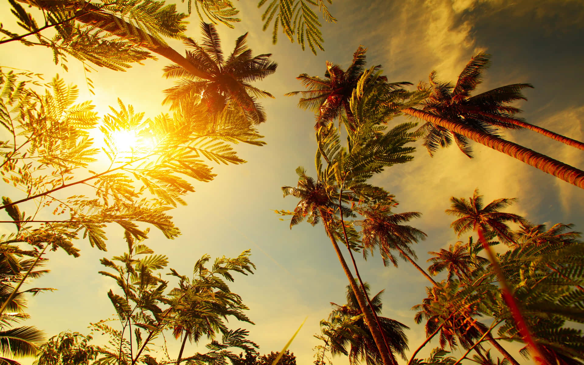 棕櫚樹在金色夕陽天空下形成剪影。