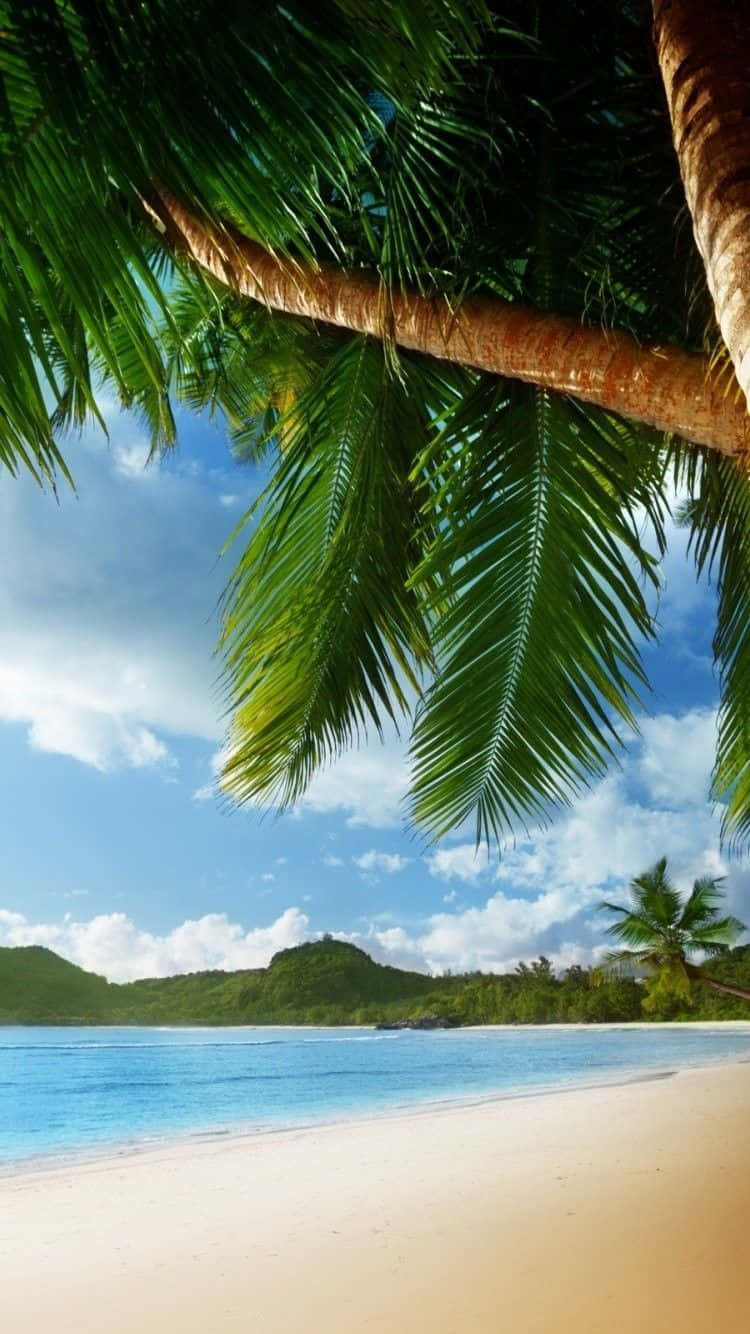 棕櫚樹熱帶海灘 壁紙 — 棕櫚葉框住一片碧綠海洋與白色沙灘相接，上方是晴朗藍天和蓬鬆白雲。