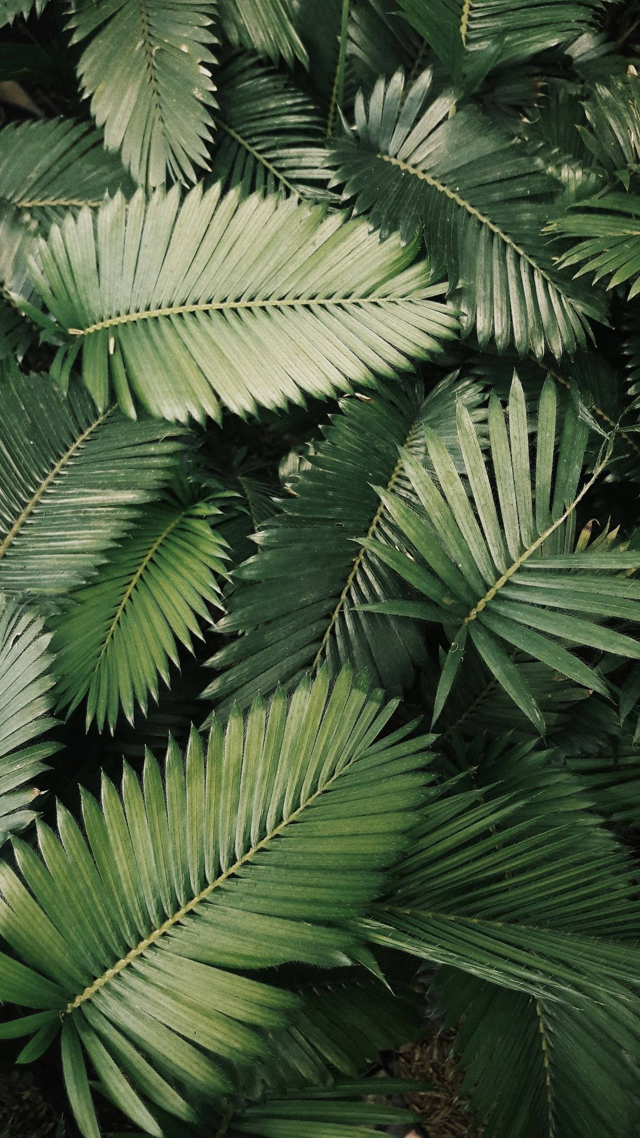 棕櫚樹熱帶葉片植物 壁紙 — 從上方俯瞰茂密翠綠的棕櫚葉，呈現不同色調和自然陰影，形成熱帶樹冠紋理。