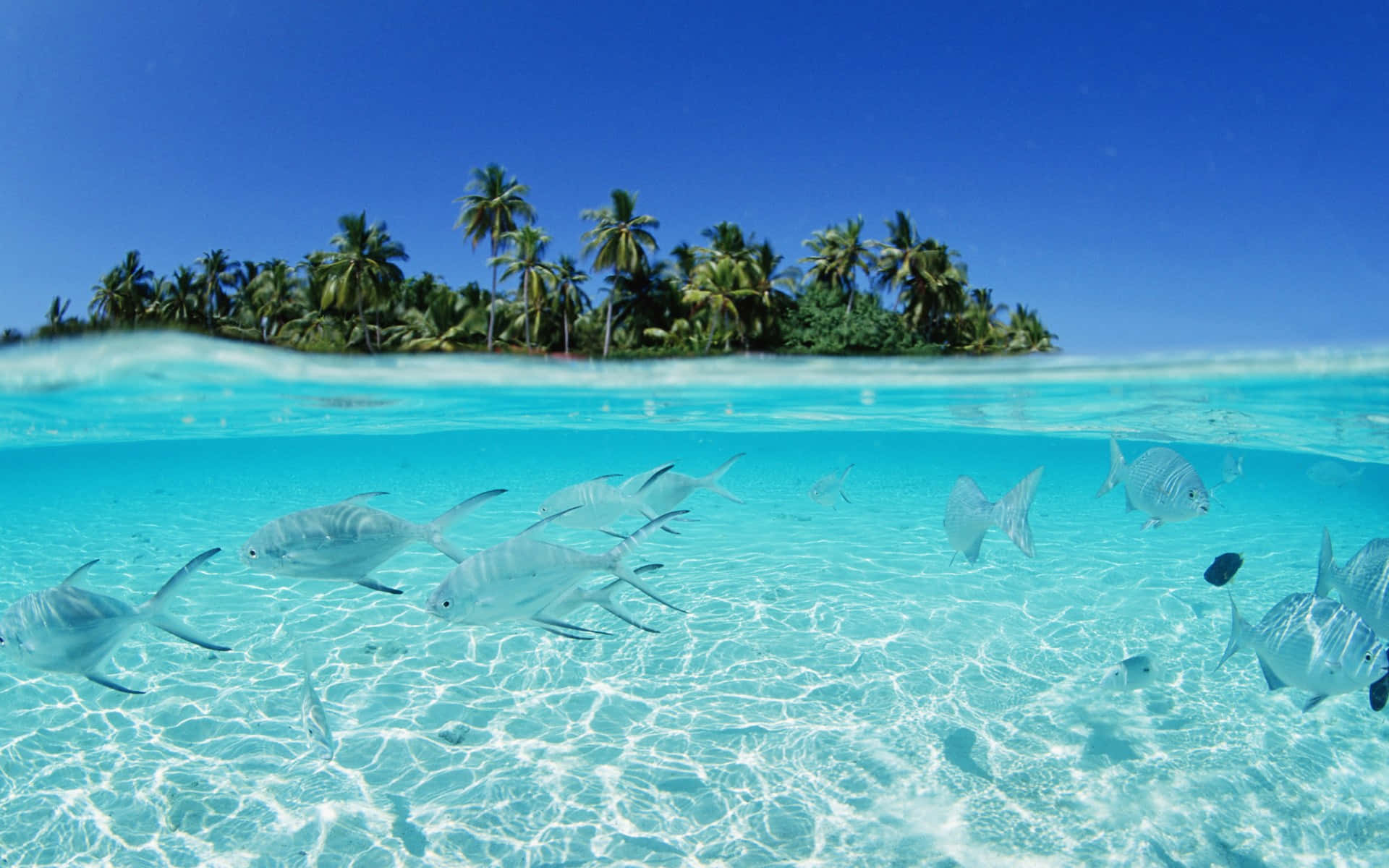 Beautiful Beach 桌布 壁紙 — 棕櫚樹環繞的熱帶島嶼上方，銀色魚群在清澈碧綠的海水中游動的水下景觀。