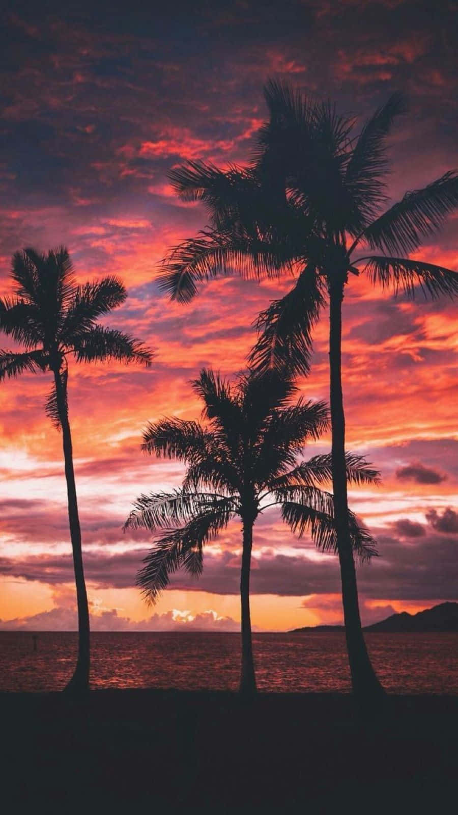 Phone Screen 桌布 壁紙 — 棕櫚樹的剪影在平靜的海平線上空，襯著火紅的日落天空高高聳立。