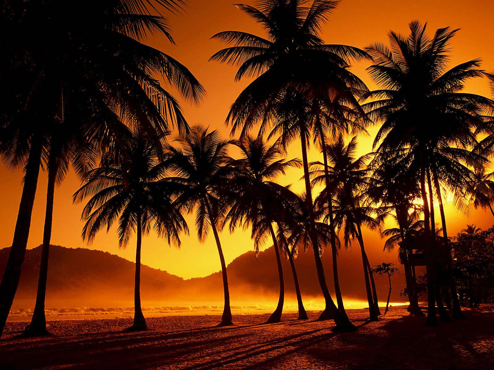 Beach Palm Trees 桌布 壁紙 — 棕櫚樹的剪影在霧氣瀰漫的熱帶海灘上，襯著火紅橙色的日落和遠山，高高聳立。