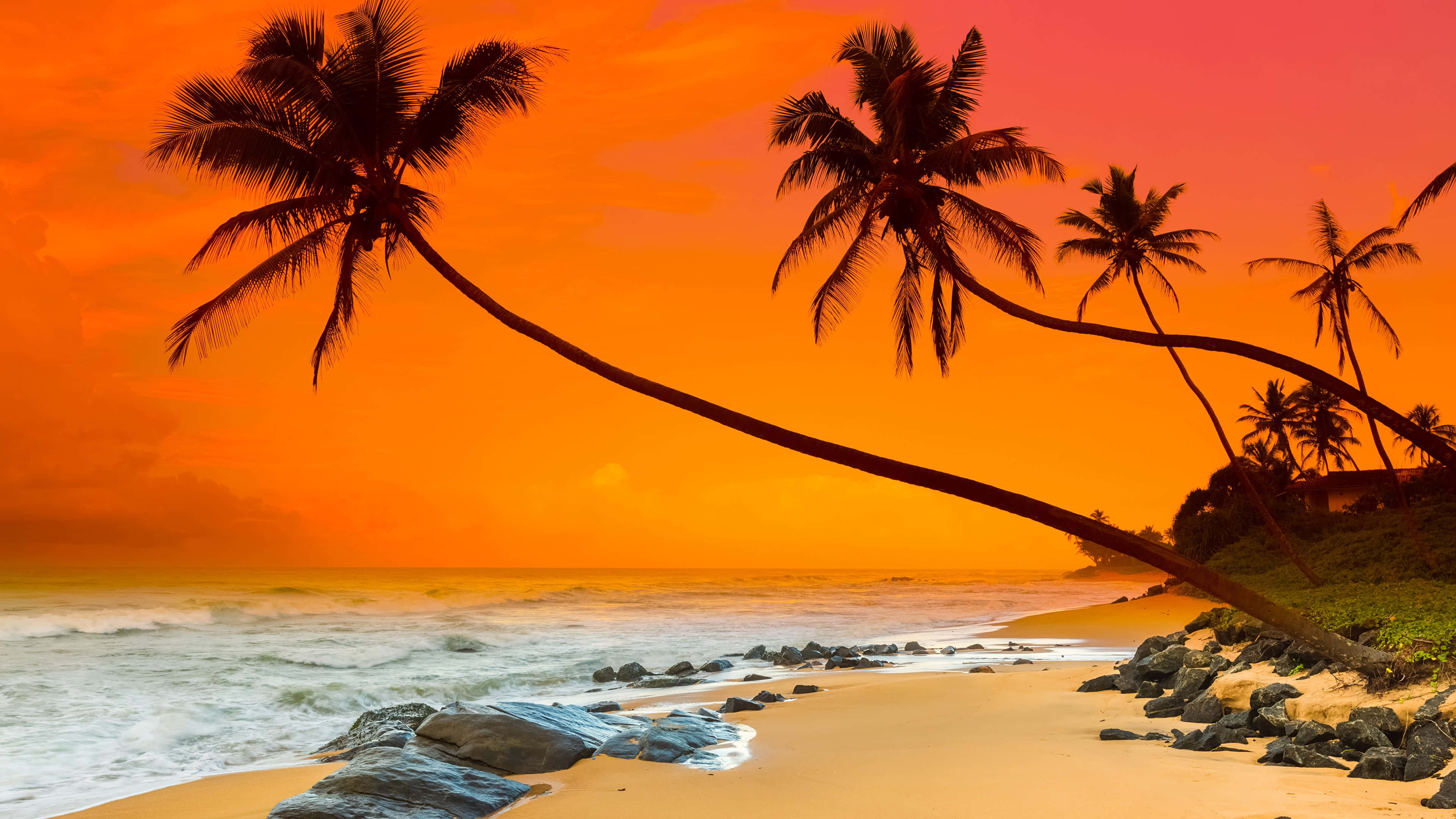 Sunset Ocean 桌布 壁紙 — 棕櫚樹的剪影斜倚在沙灘上，海浪在火紅的橙色夕陽天空下拍打岩石。