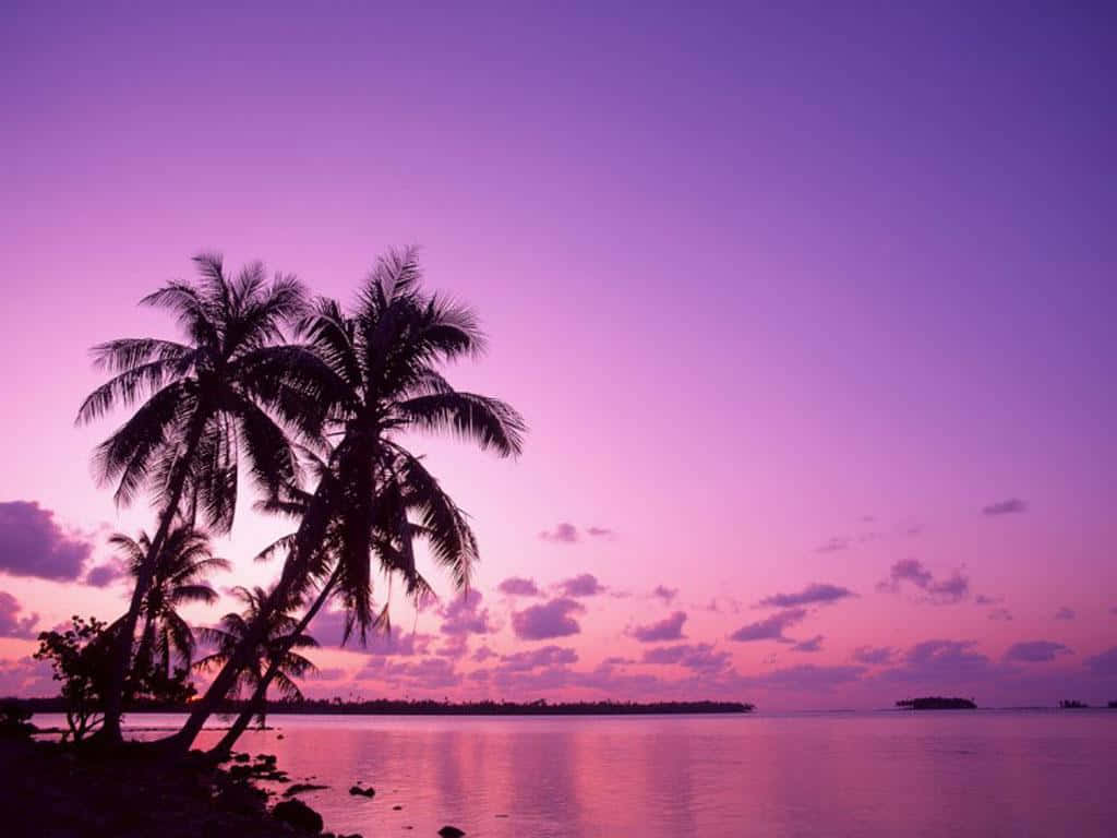 Purple Sunset 桌布 壁紙 — 棕櫚樹的剪影矗立在平靜的熱帶水域上，映襯著充滿活力的紫色和粉紅色日落。