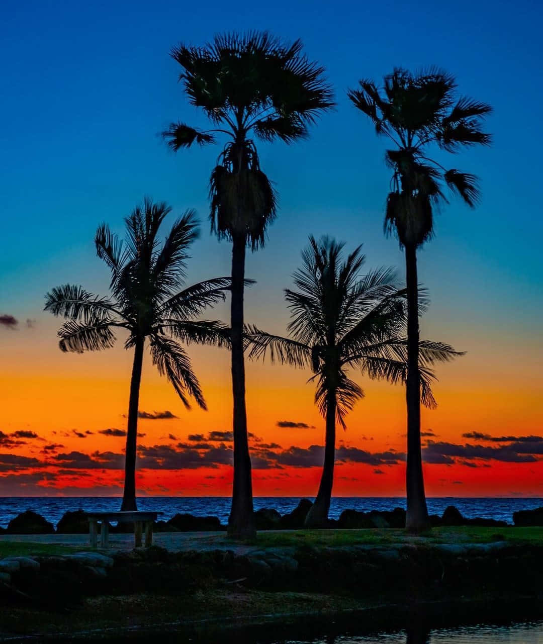 Beach Palm Trees 桌布 壁紙 — 棕櫚樹的剪影高聳在海洋上空，與融合了火熱橙色和深藍色的鮮豔日落天空形成對比。