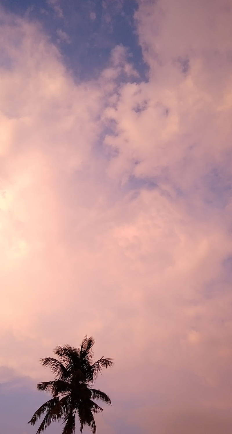 棕櫚樹剪影映襯粉紅與藍色暮色天空與雲朵