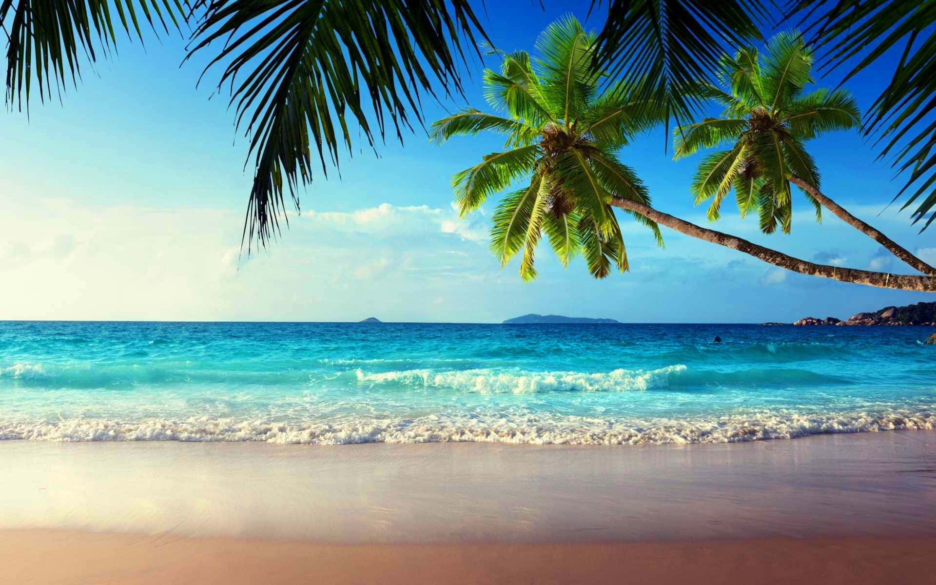 棕櫚樹與海浪的沙灘 壁紙