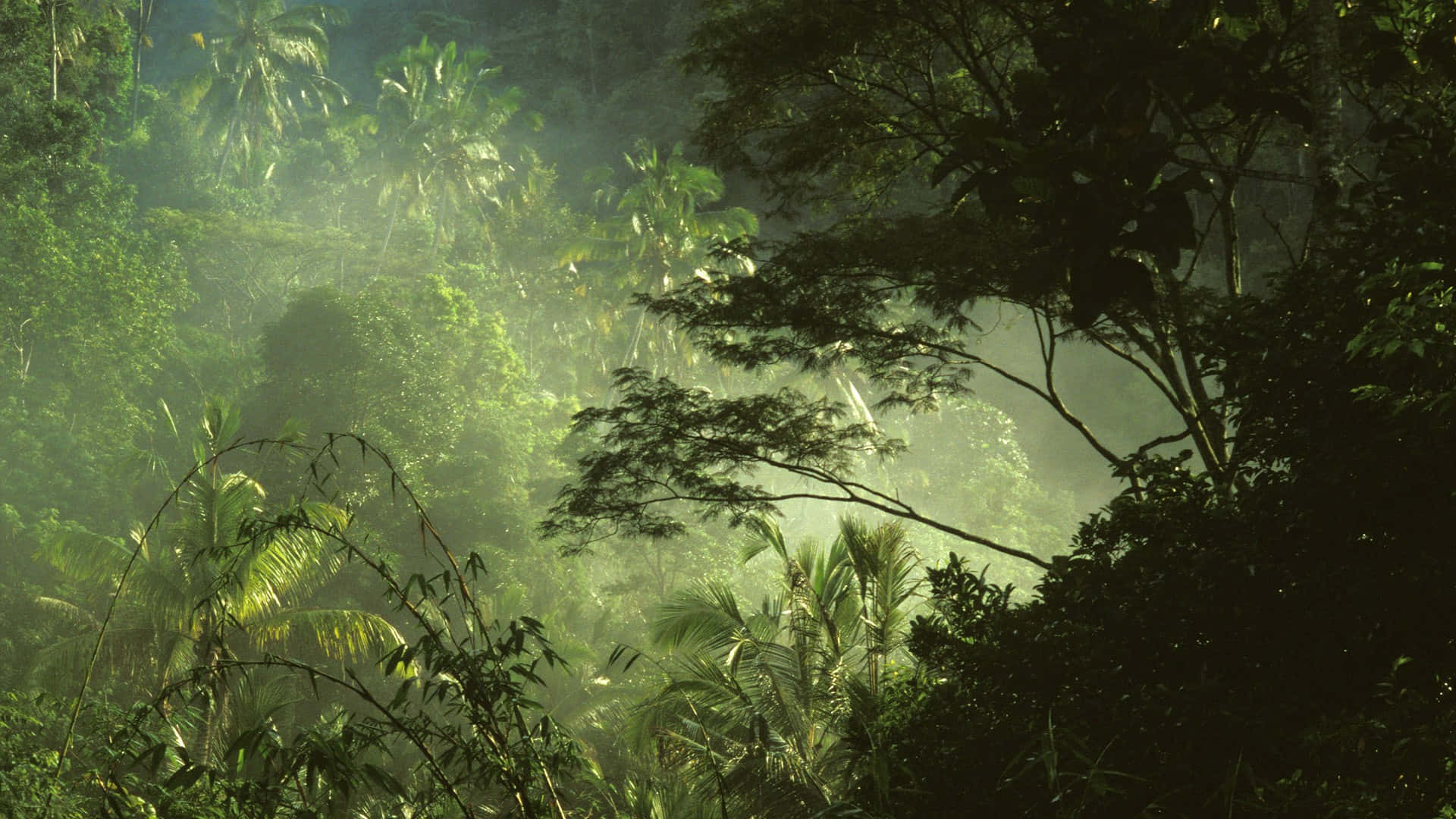 棕櫚樹與竹林的叢林背景 壁紙 — 陽光穿過茂密的熱帶樹葉，在霧氣瀰漫的叢林樹冠上投射出空靈的光束。
