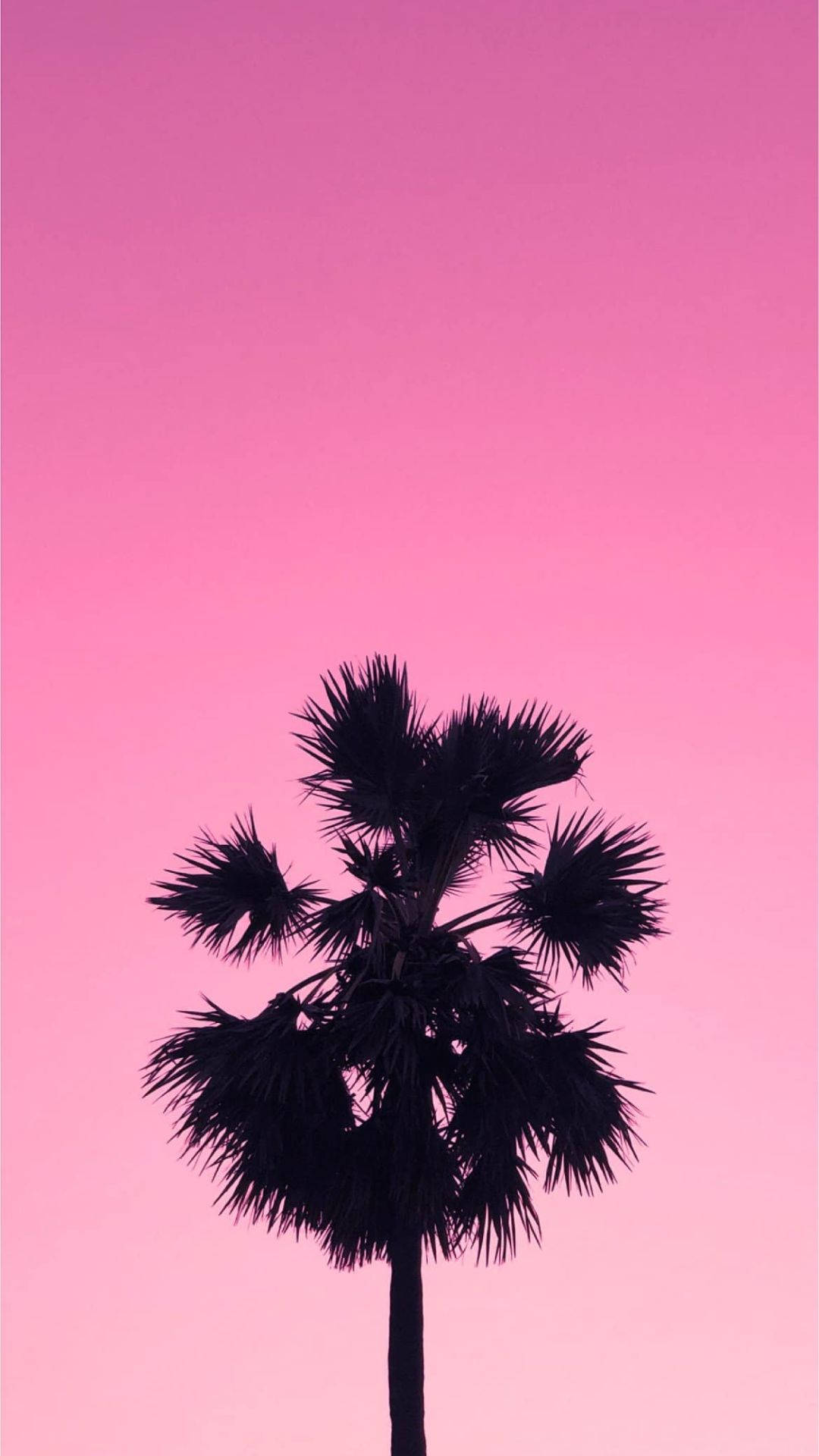 棕櫚樹剪影映襯著粉紅色的日落天空
