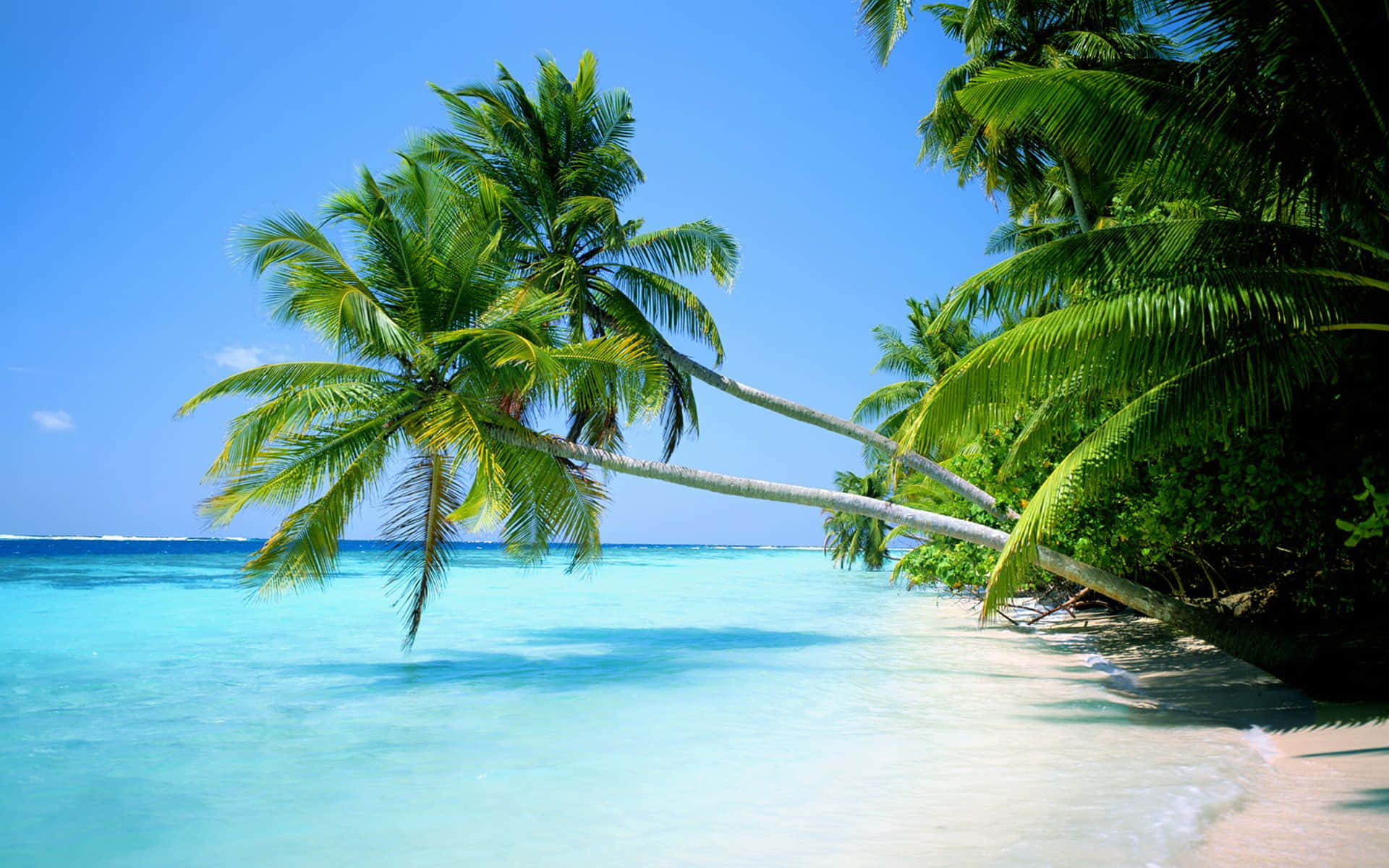 棕櫚海灘海洋風景 壁紙 — 熱帶天堂，傾斜的棕櫚樹在碧綠海水和白色沙灘上搖曳，天空清澈湛藍。