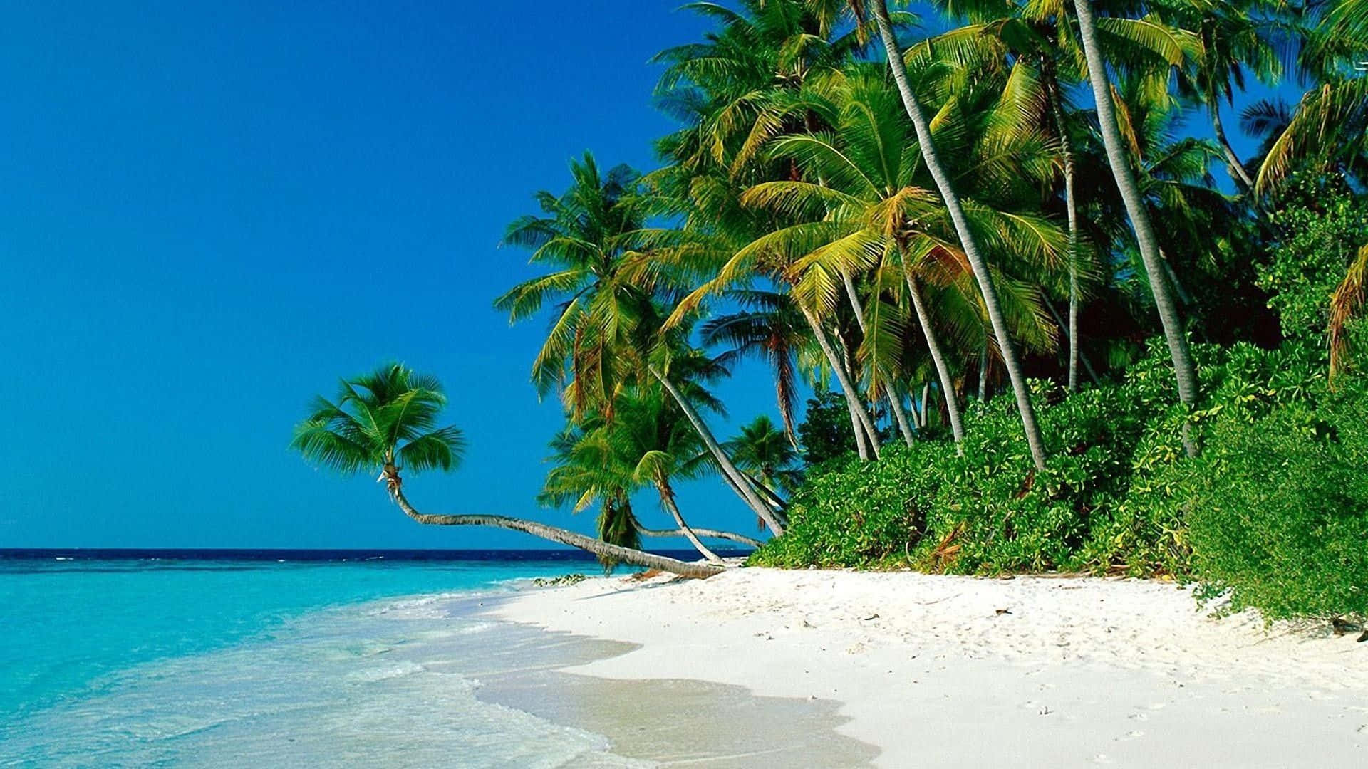 棕櫚海灘絕美海景 壁紙 — 一個原始熱帶海灘，擁有白色沙灘、碧綠海水和茂密的綠色棕櫚樹，在晴朗的藍天下搖曳。