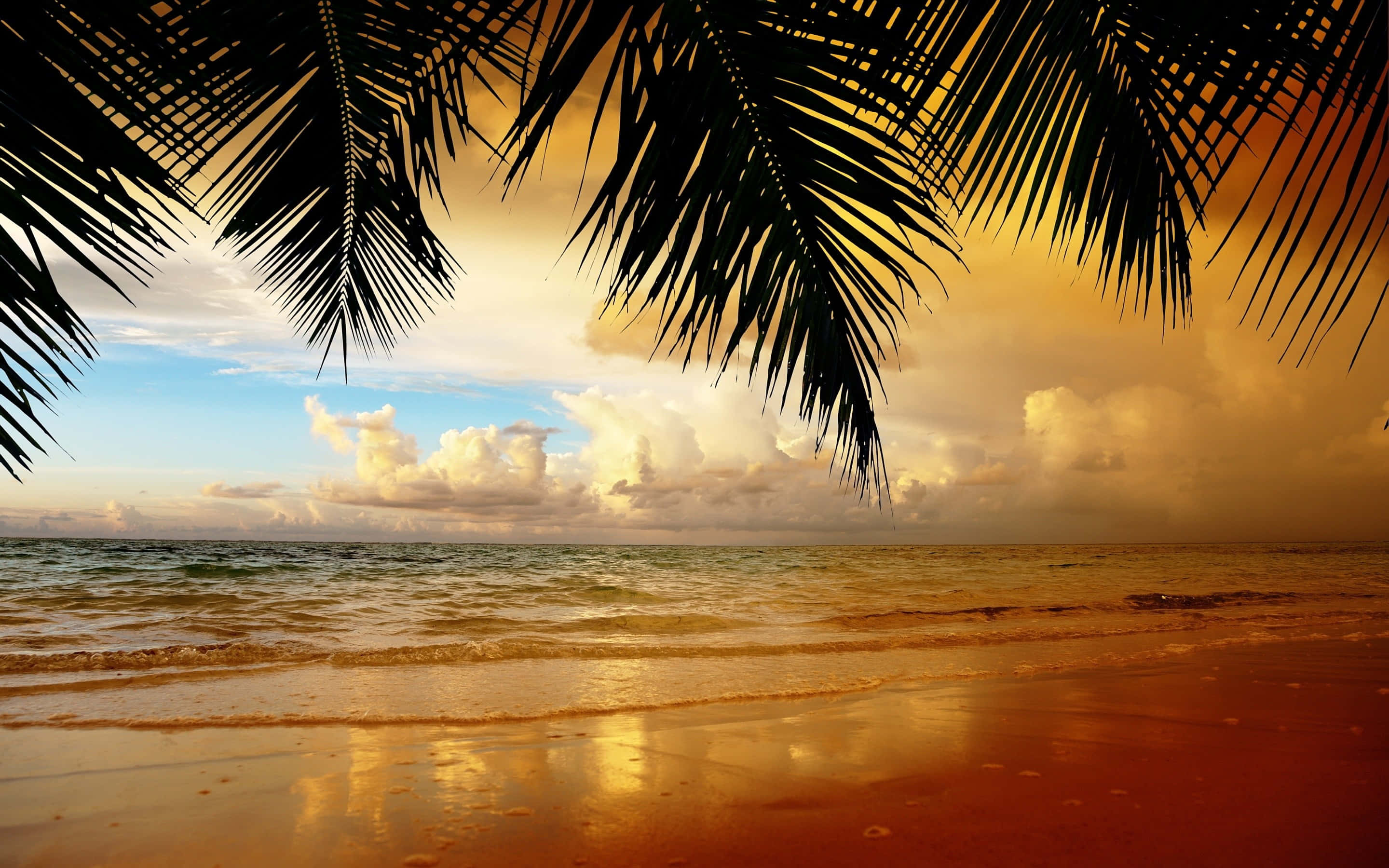 Beautiful Beach 桌布 壁紙 — 棕櫚葉框住平靜海洋上的金色日落，濕沙反射溫暖色調。