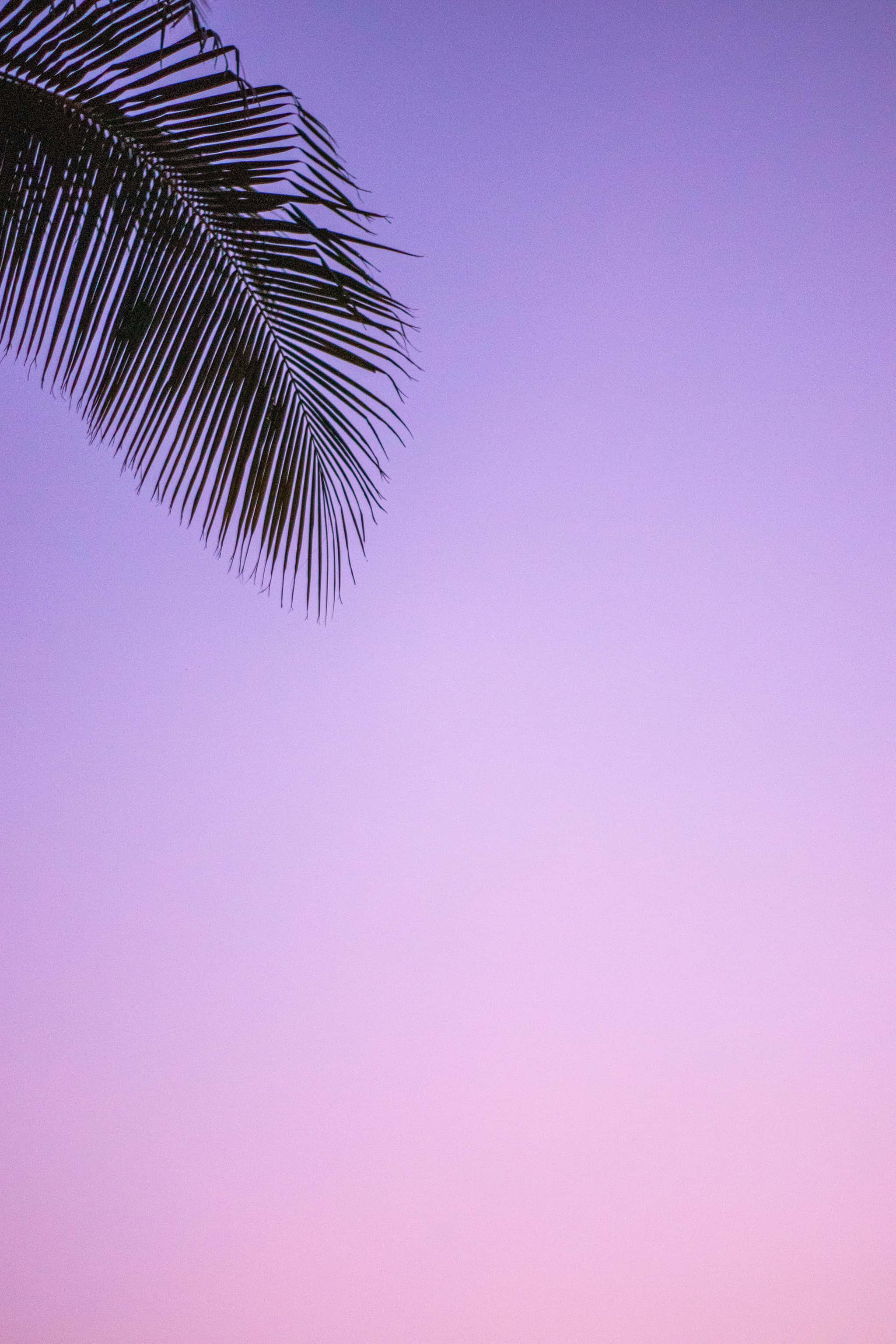 美學 iPhone 壁紙 桌布 壁紙 — 棕櫚葉的剪影，背景是柔和的紫色和粉紅色漸變黃昏天空。
