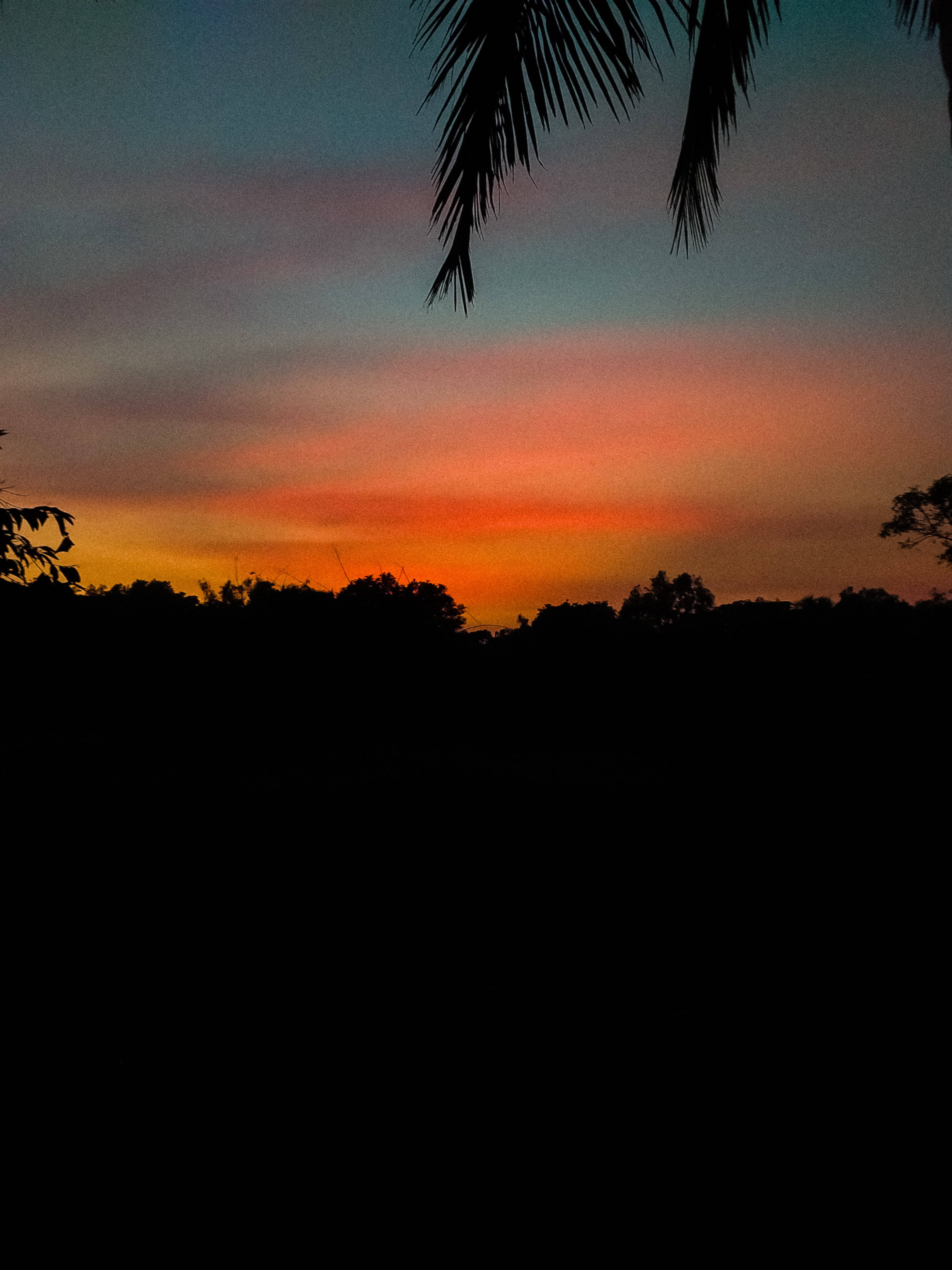 Aesthetic Sunset 桌布 壁紙 — 棕櫚葉的剪影框住了一片充滿活力的日落天空，在深色樹梢上混合了橙色、粉紅色和藍色。
