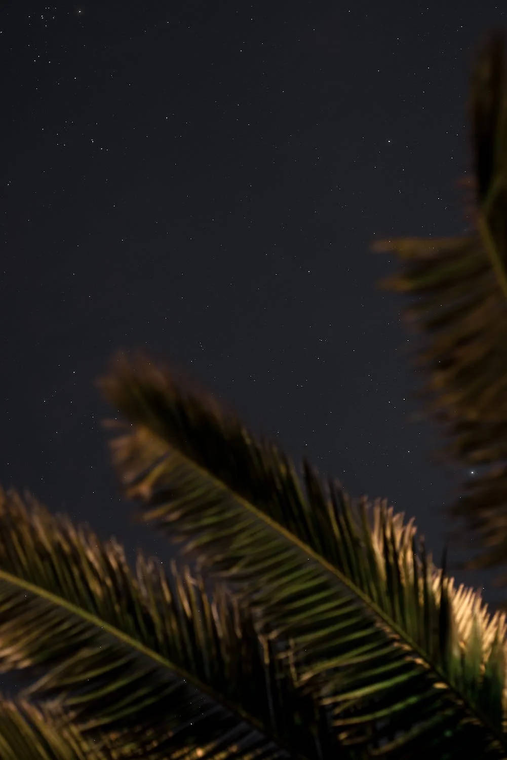 星星 桌布 壁紙 — 棕櫚葉的剪影框住了繁星點點的夜空，葉片上帶有柔和的金色背光。