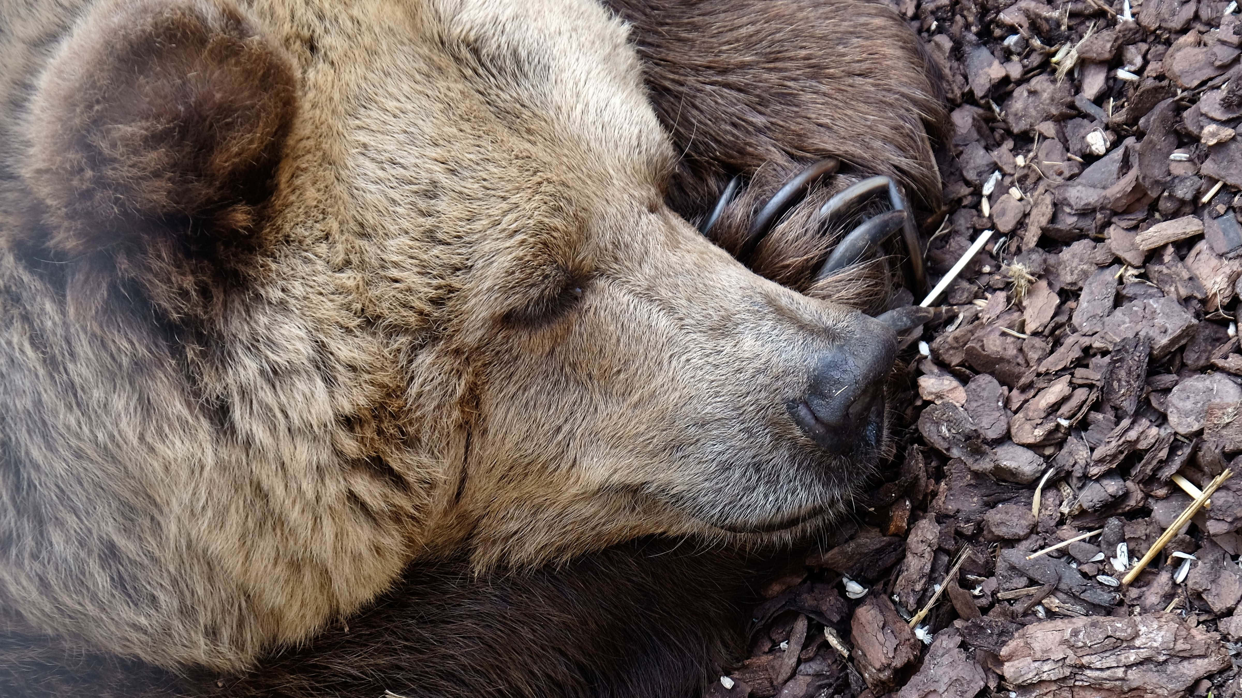 Hibernation 桌布 壁紙 — 棕熊嘅特寫，頭枕喺覆蓋物上安詳咁瞓覺。
