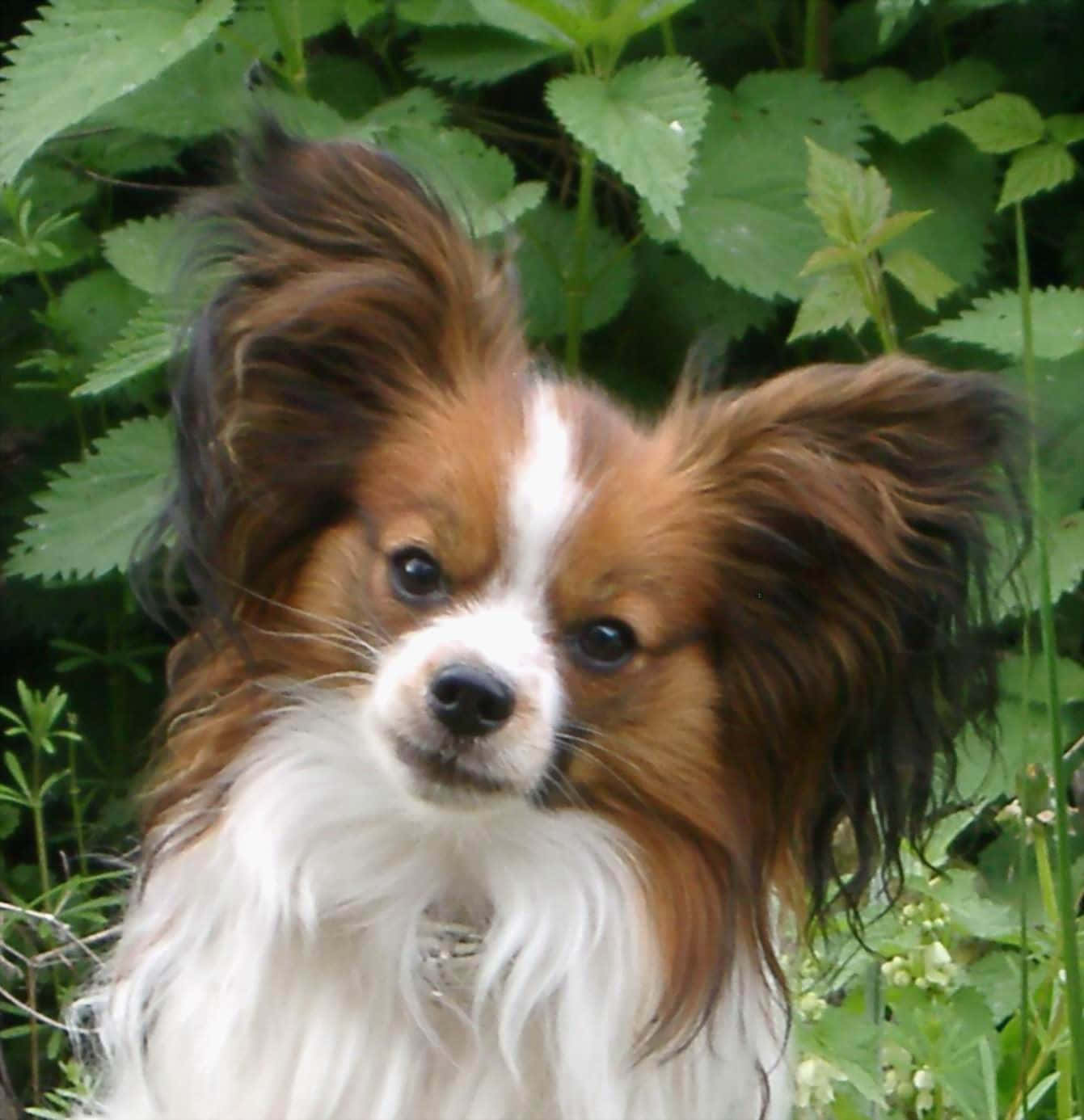 棕白巴比龍犬手機照片 壁紙 — 一隻毛色棕白相間、耳朵大的蝴蝶犬在茂密的綠葉中警覺地站立。