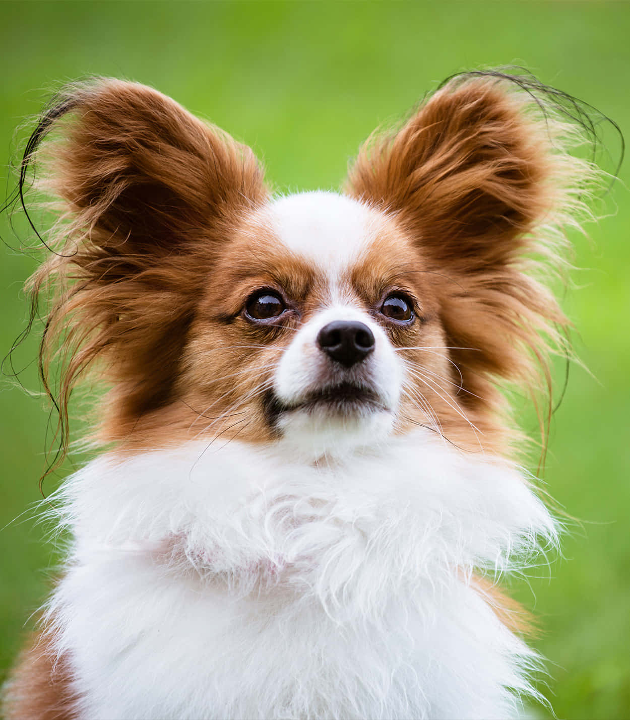 棕白毛色帕皮永犬對比綠色模糊背景 壁紙 — 一隻毛茸茸嘅啡白色蝴蝶犬嘅特寫，有大而富表情嘅眼睛同被風吹起嘅耳朵，背景係充滿活力嘅綠色。