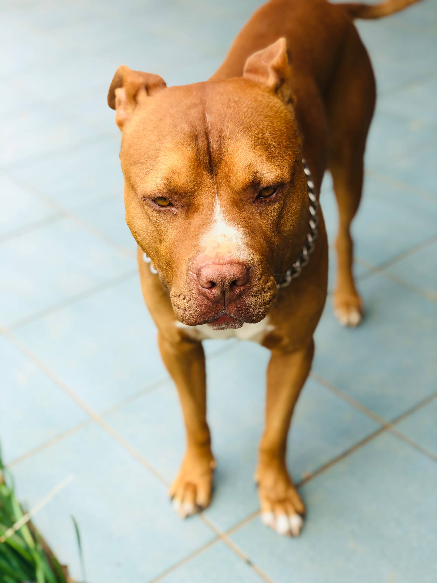 一隻棕色比特犬，白色口鼻和鏈條項圈，站在藍色瓷磚上。