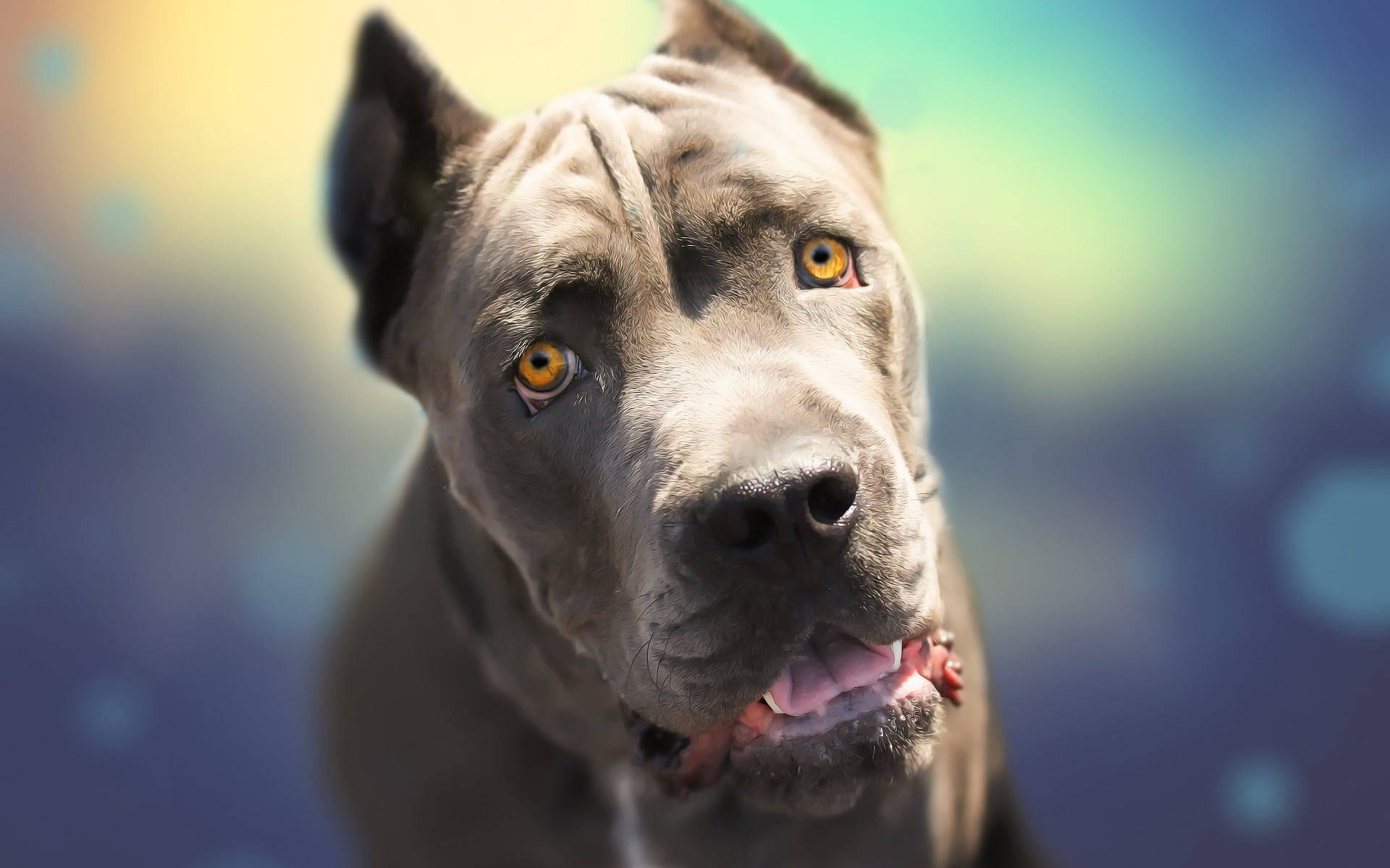 棕眼卡內羅犬 壁紙 — 一隻灰色比特犬的特寫，擁有強烈的琥珀色眼睛和微微張開的嘴巴，背景是色彩繽紛的散景。