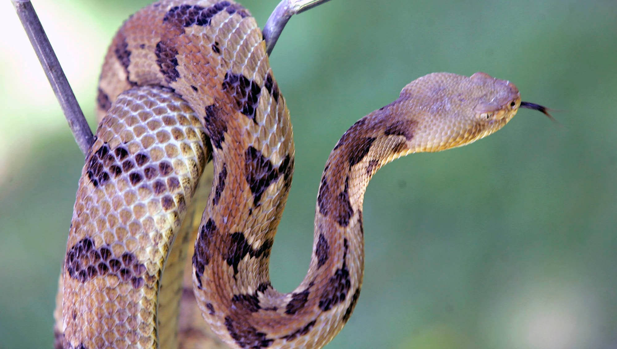 棕色 Timber Rattler 蛇 壁紙 — 一條有圖案的蛇纏繞在樹枝上，舌頭在柔和的綠色背景前閃動的特寫。