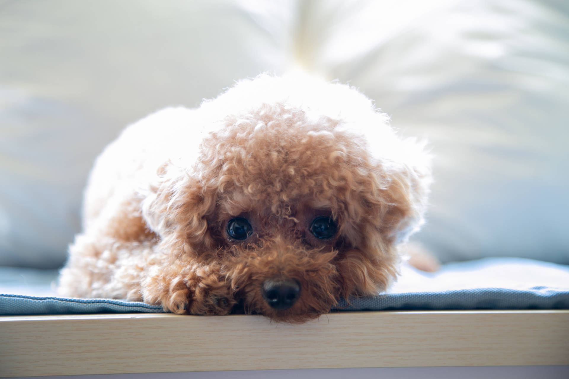 一隻毛茸茸的棕色貴賓犬幼犬將頭擱在藍色墊子上的木邊上。