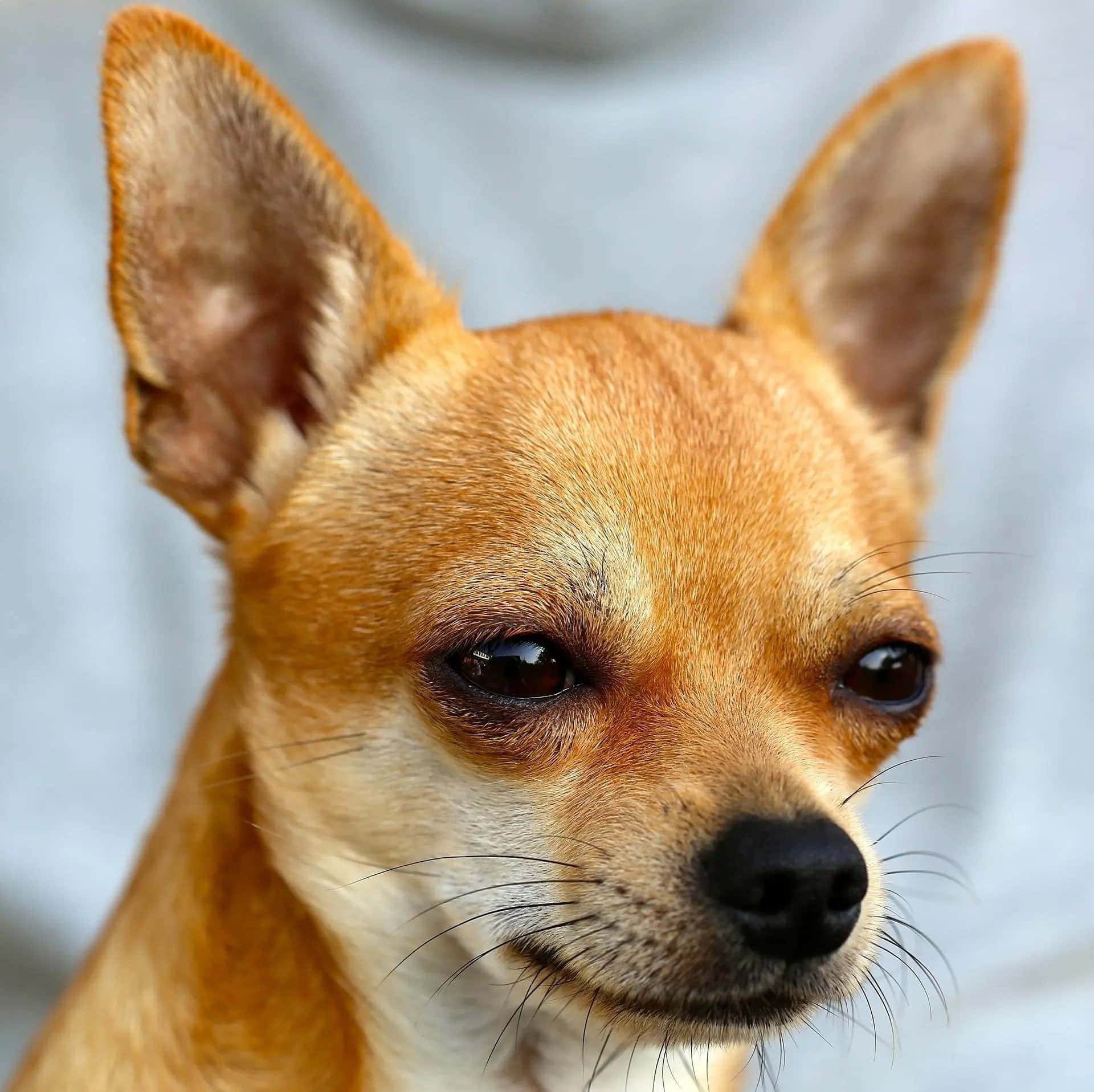 棕色吉娃娃犬種圖片 壁紙 — 一隻淺棕色芝娃娃嘅特寫，有大耳朵同充滿靈魂嘅深色眼睛，喺柔和灰色背景前向前凝視。