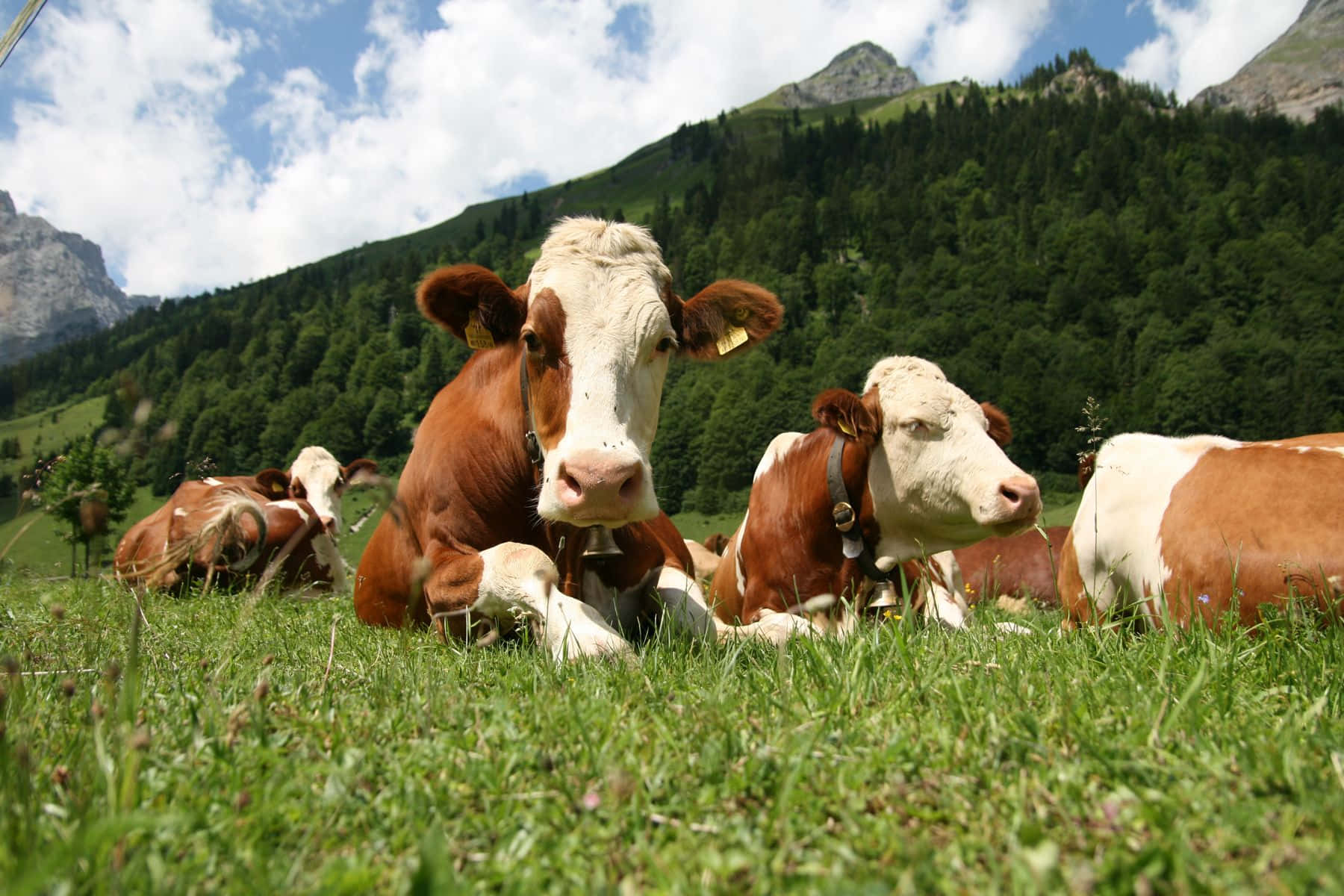 Farm Animal 桌布 壁紙 — 棕色和白色毛皮的牛群在陽光明媚的高山草地上，在藍天白雲下平靜地休息。