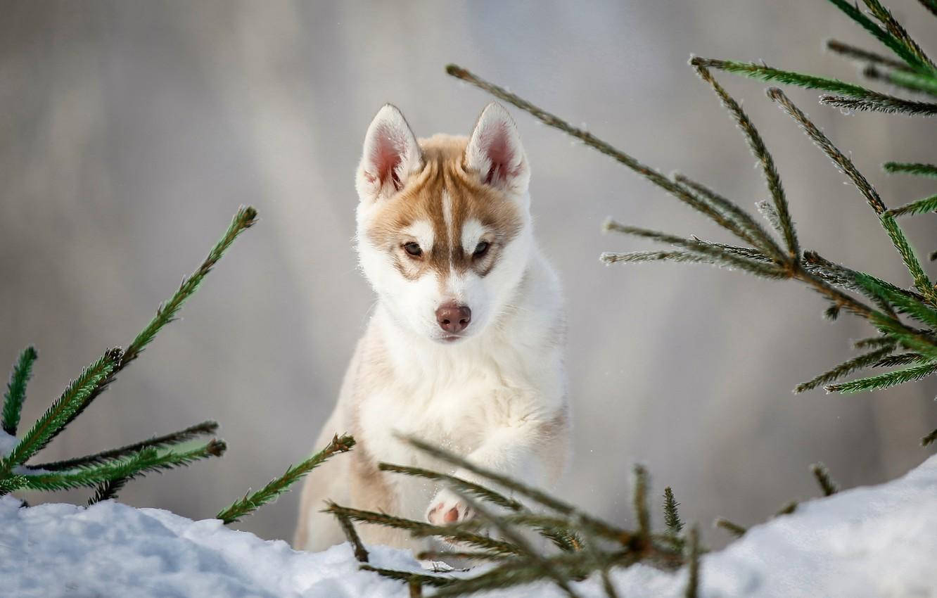 棕色哈士奇幼犬在雪中奔跑 壁紙 — 一隻年輕的哈士奇幼犬，毛色棕白相間，警覺地坐在白雪皚皚的冬季樹林中，周圍環繞著結霜的松樹枝。