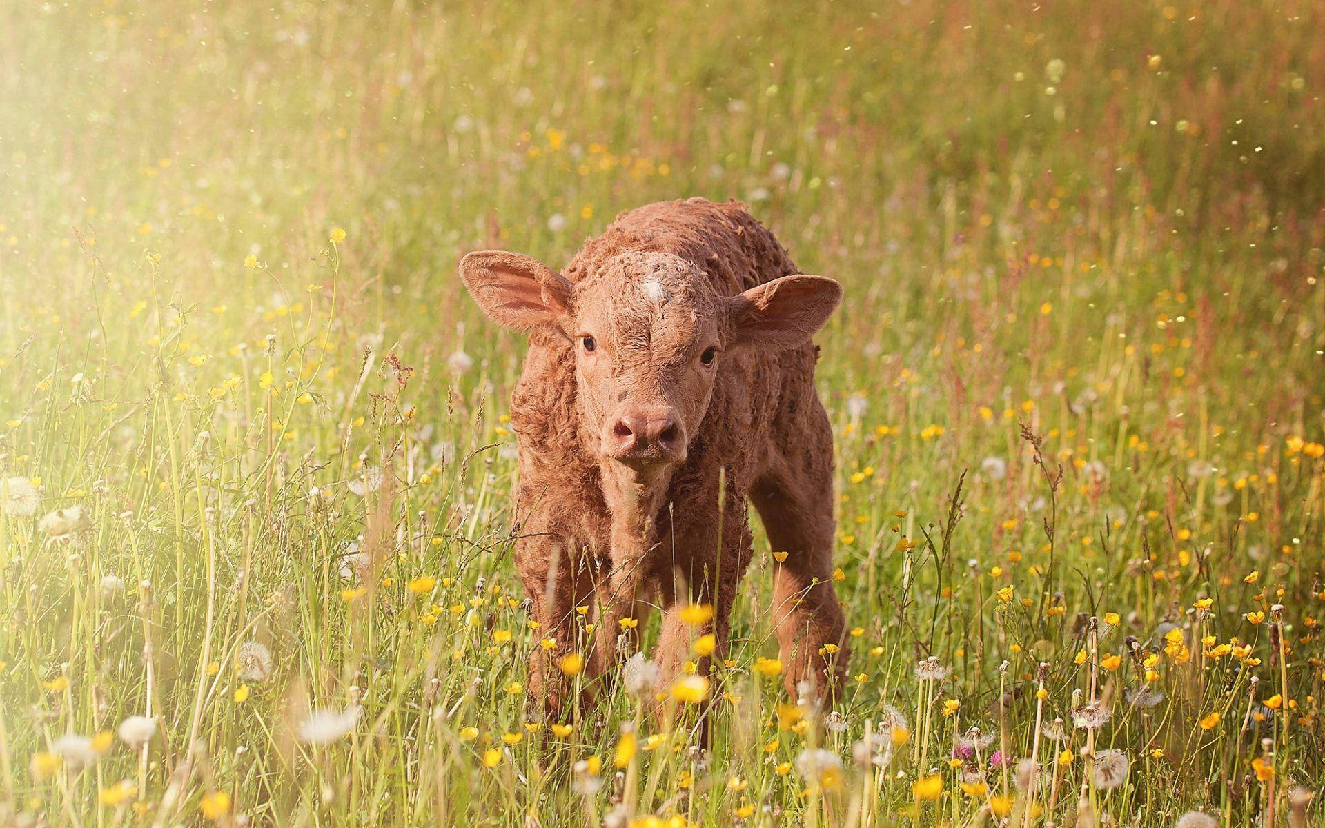 在陽光明媚的日子裡，一頭小牛站在野花田裡。