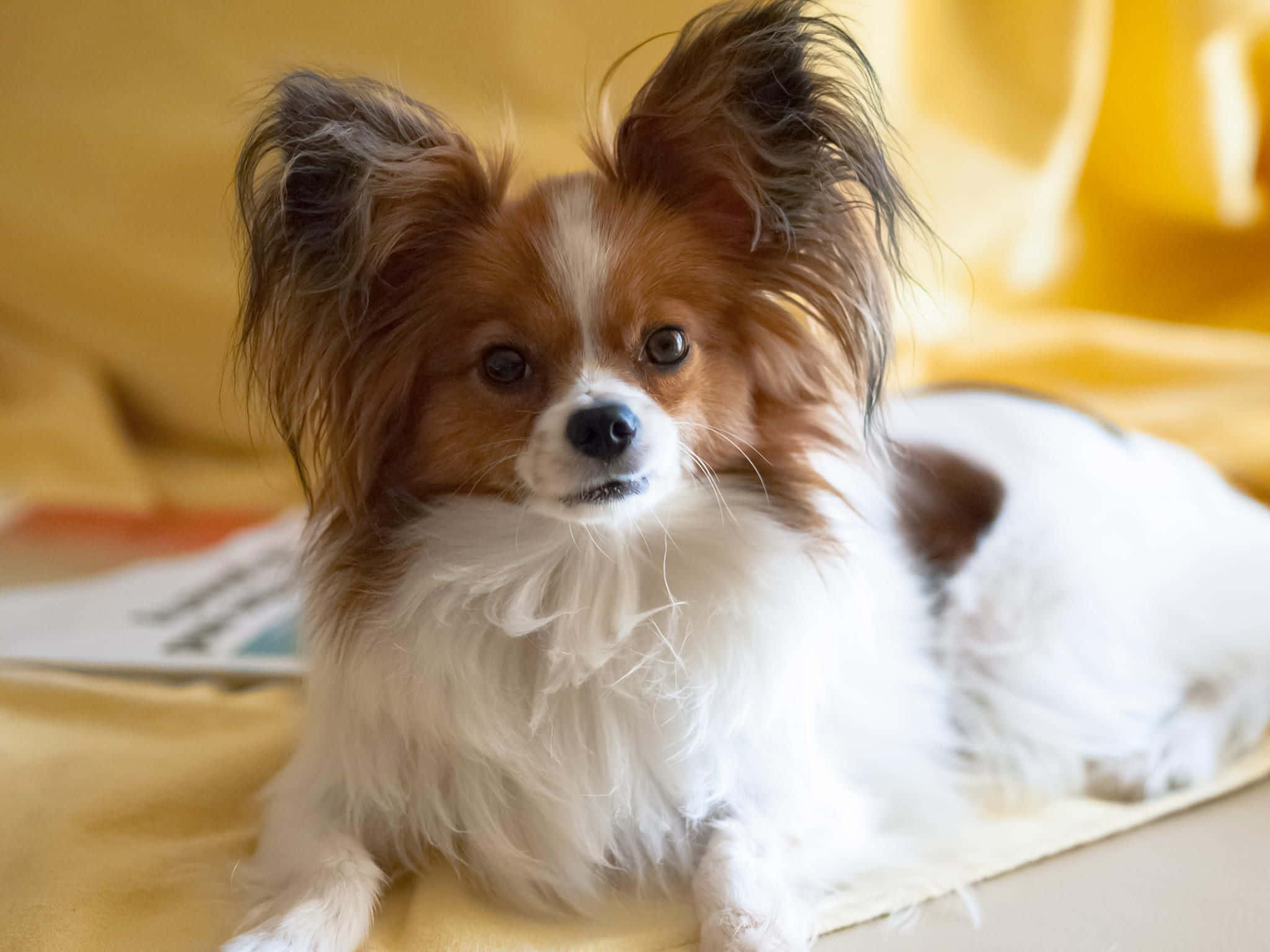 棕色帕皮龍犬躺臥照片 壁紙 — 一隻毛茸茸嘅蝴蝶犬，有大耳朵同啡白色毛髮，躺喺柔軟嘅黃色毛氈上，直視鏡頭。