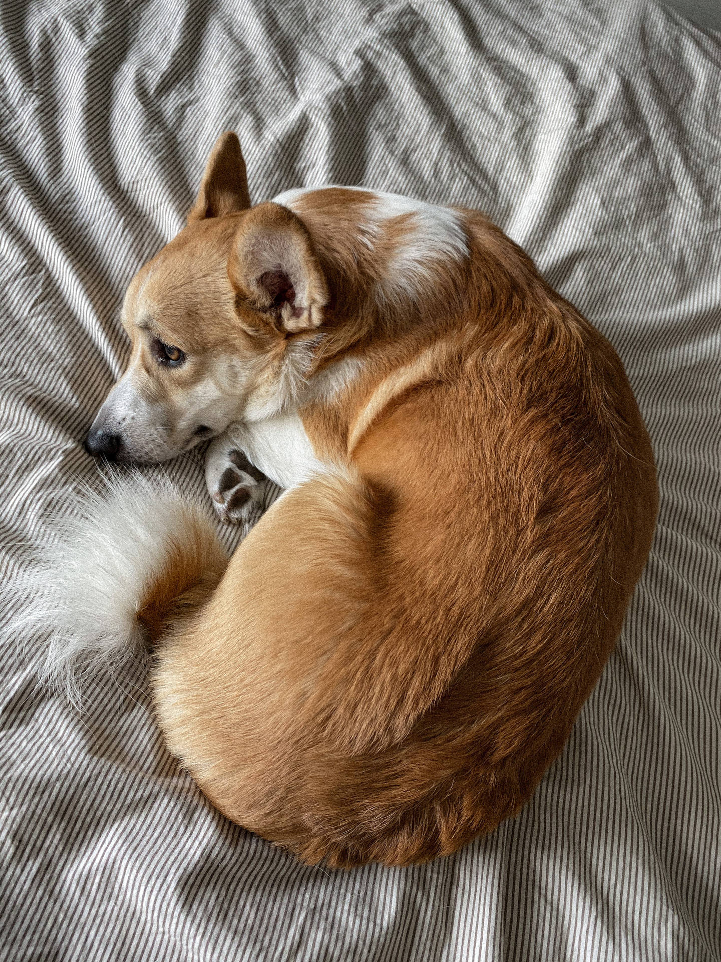 一隻柯基犬蜷縮在條紋床單上睡覺。