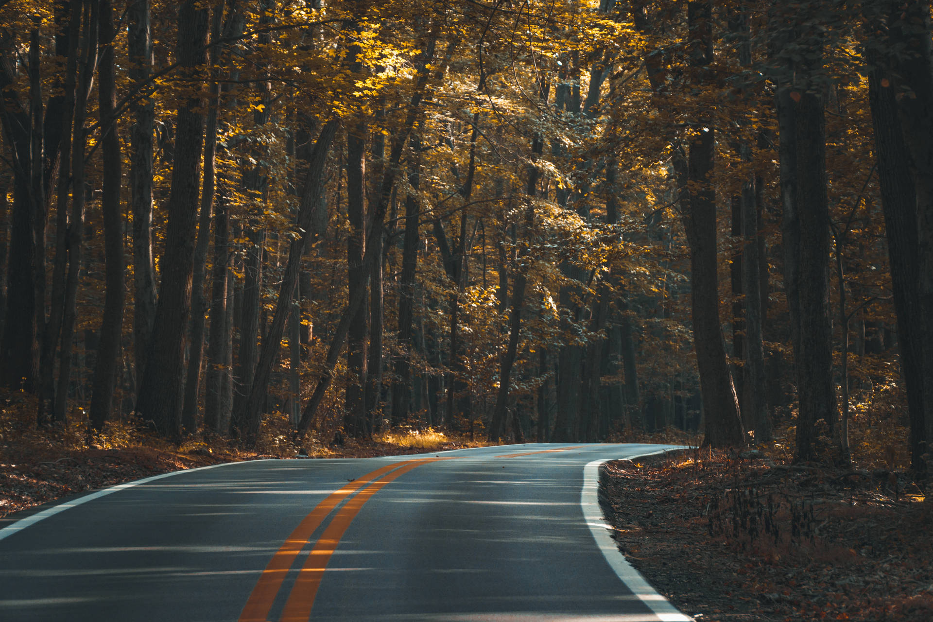 蜿蜒的道路穿過秋林，金黃的樹葉和斑駁的陽光。