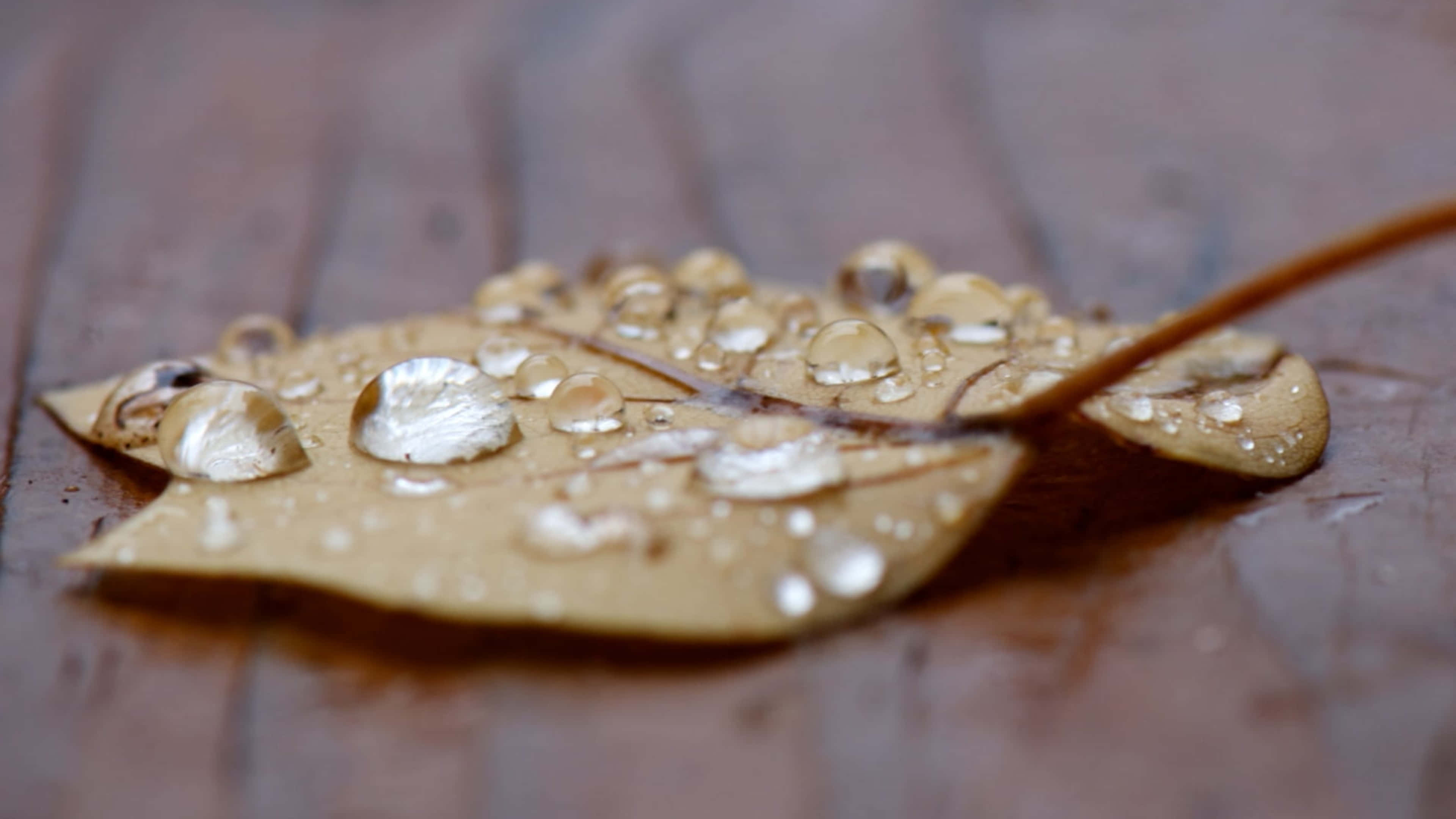 Fall Dew 桌布 壁紙 — 棕色樹葉的特寫，表面有閃爍的水珠，背景為木質。