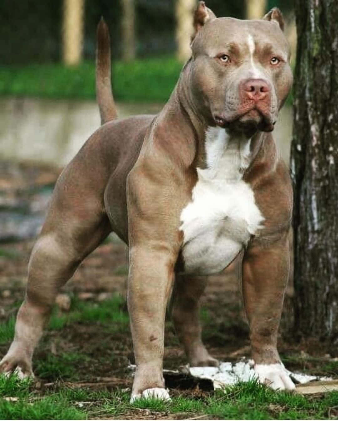 一隻肌肉發達嘅啡白色比特犬企喺草地森林區域。