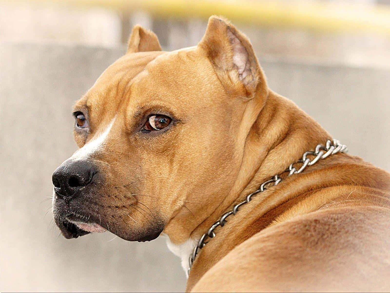 一隻棕褐色比特犬戴著鏈條項圈，專注地看向一側。